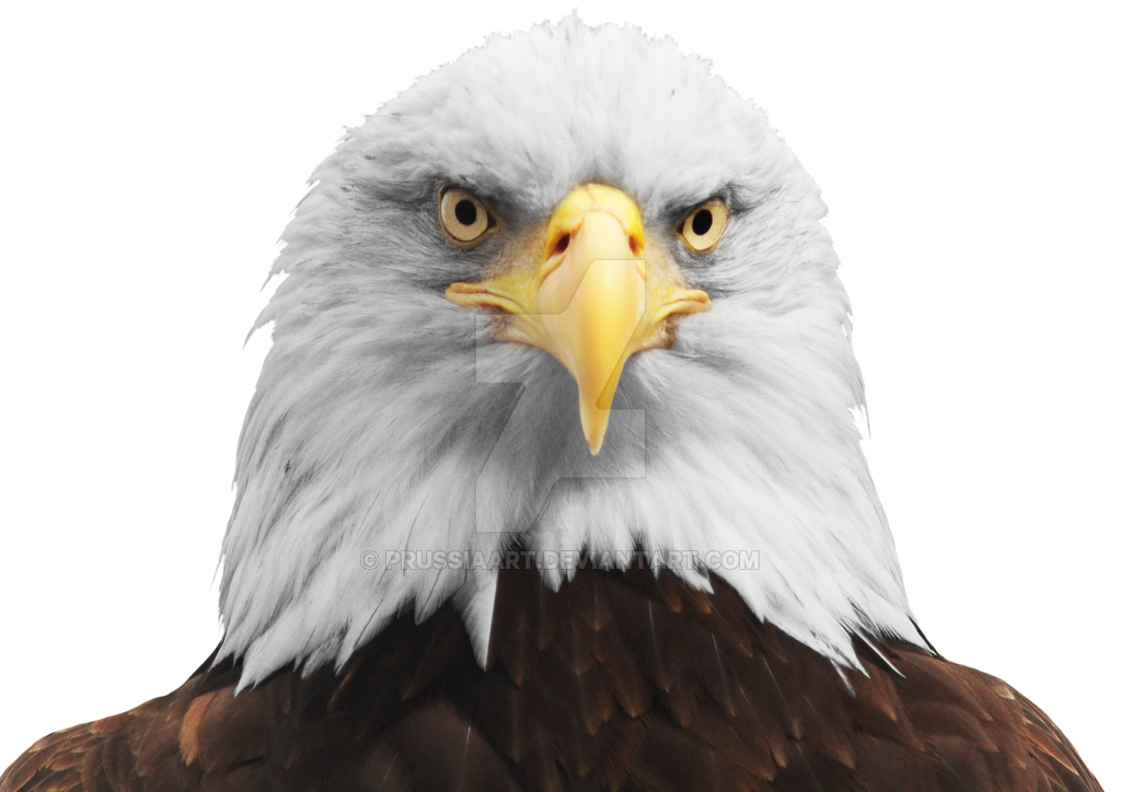Prussia Clipart Transparent Background - Bald Eagle Head Transparent , HD Wallpaper & Backgrounds