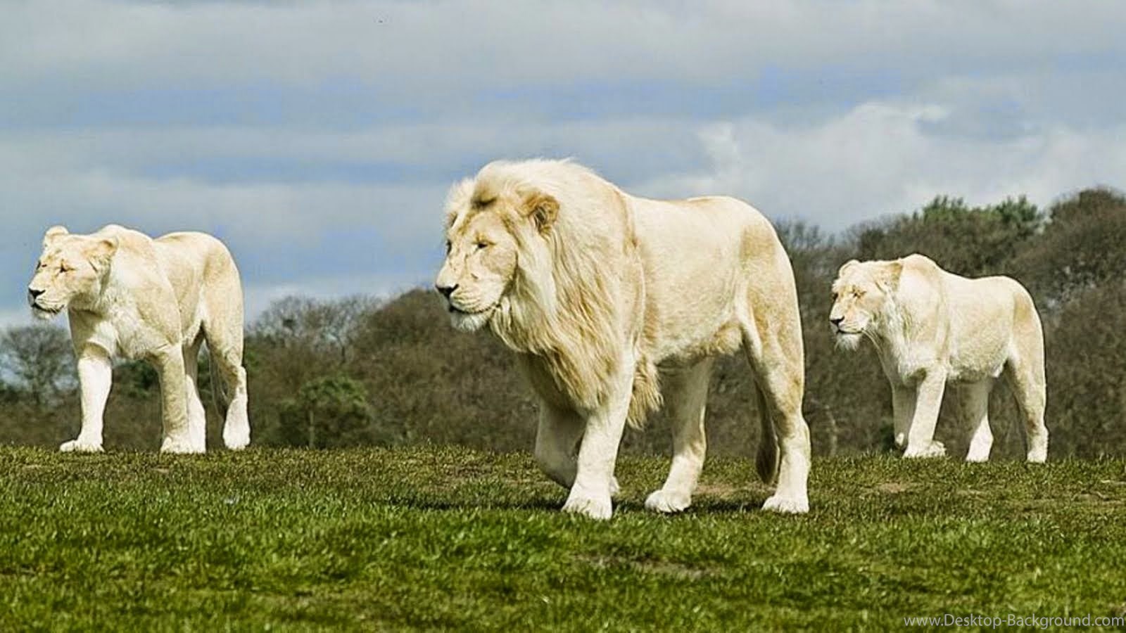 White Lion Hd Wallpapers Free Download - White Lion National Geographic , HD Wallpaper & Backgrounds