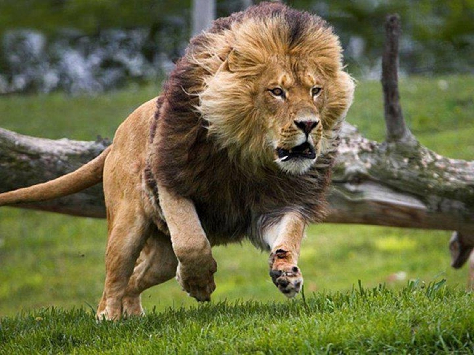 Lion Hd Wallpaper - Lion Running Images Hd , HD Wallpaper & Backgrounds