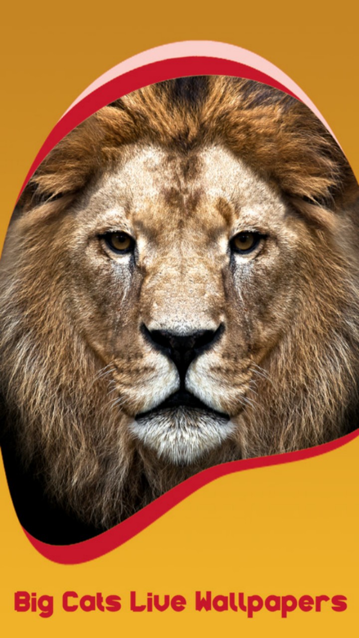 Big Cats Live Wallpapers - Lions Head , HD Wallpaper & Backgrounds