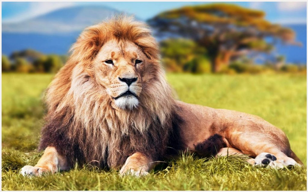 King Lion In The Jungle King Lion In - Lion Images In Jungle , HD Wallpaper & Backgrounds
