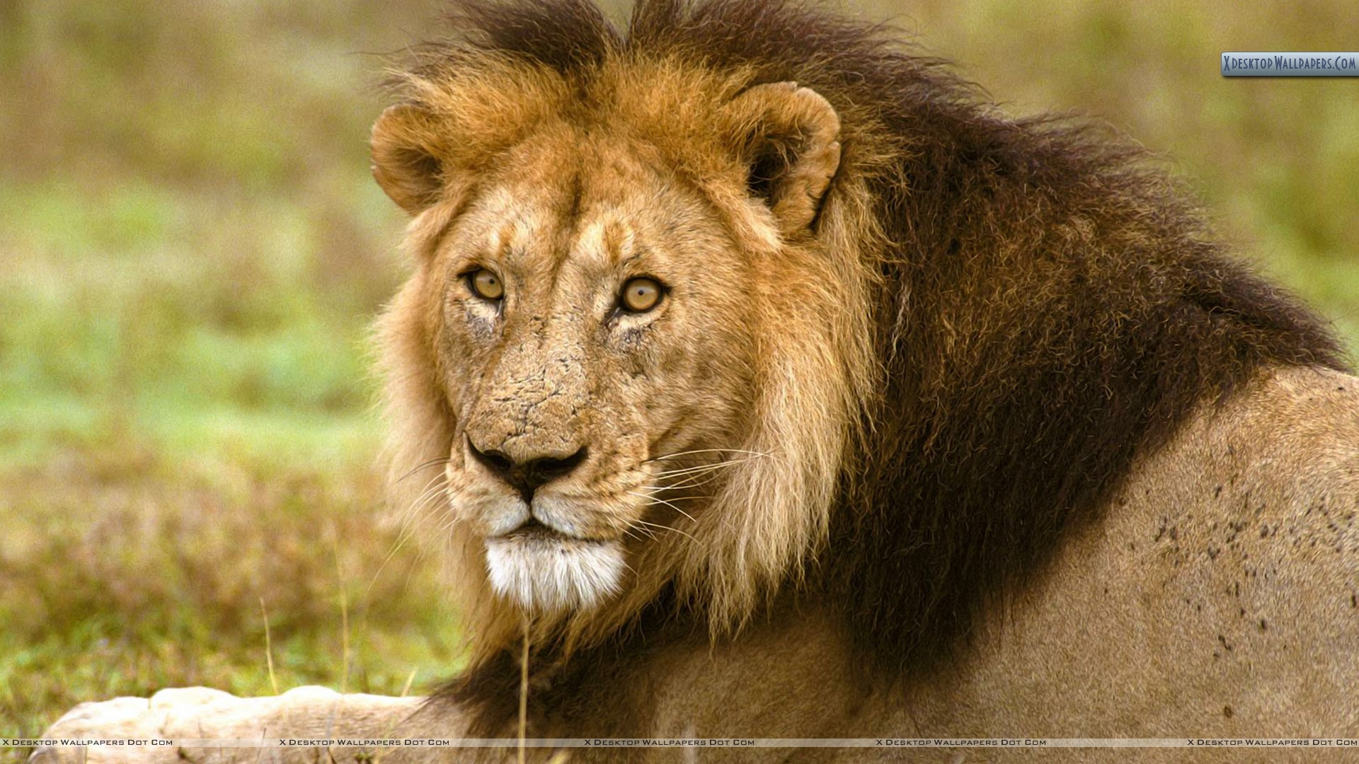 You Are Viewing Wallpaper Titled African Lion - Asiatic Lion , HD Wallpaper & Backgrounds