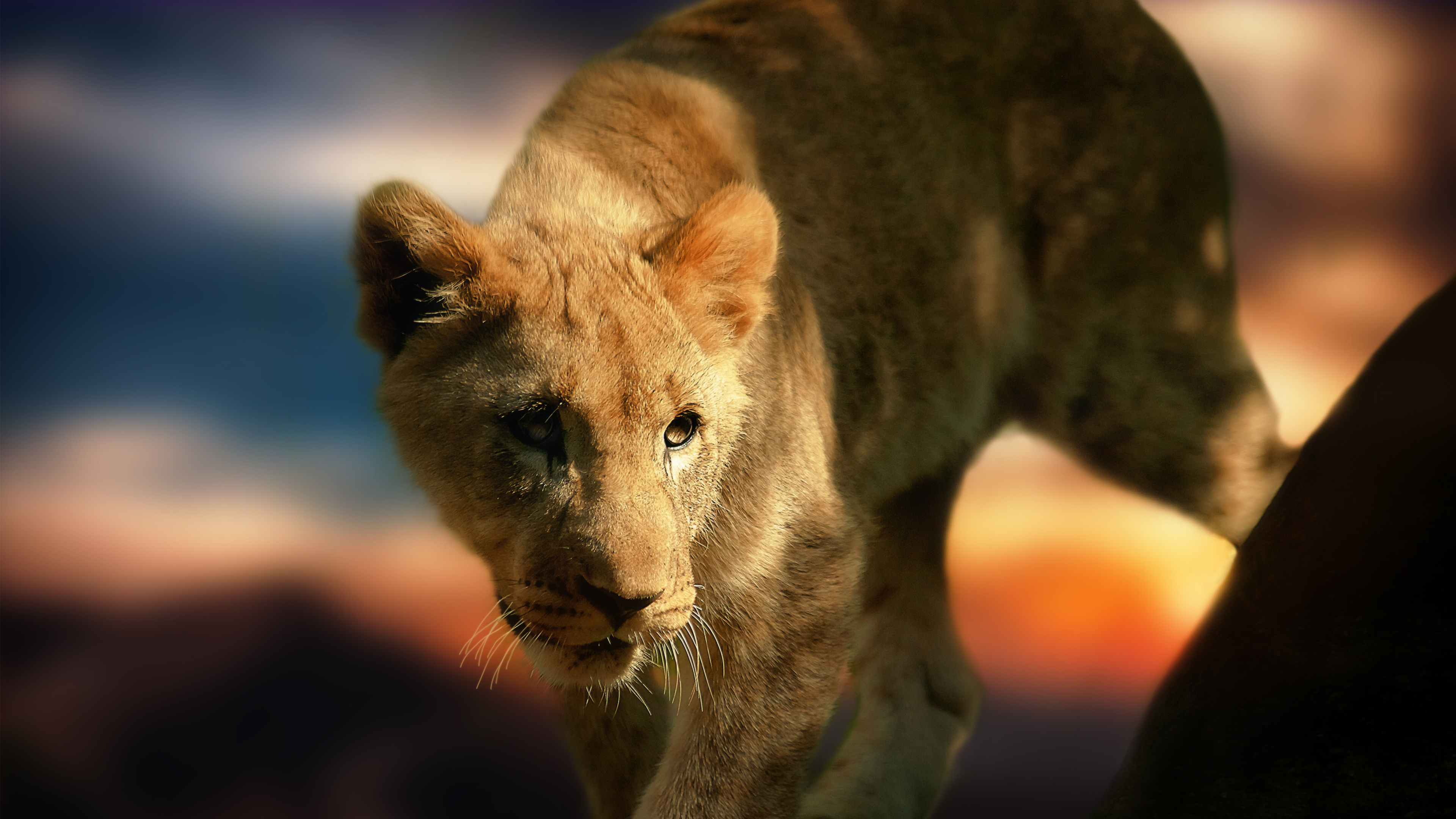 Lion Cub - Ultra Hd Lion Cub Hd , HD Wallpaper & Backgrounds