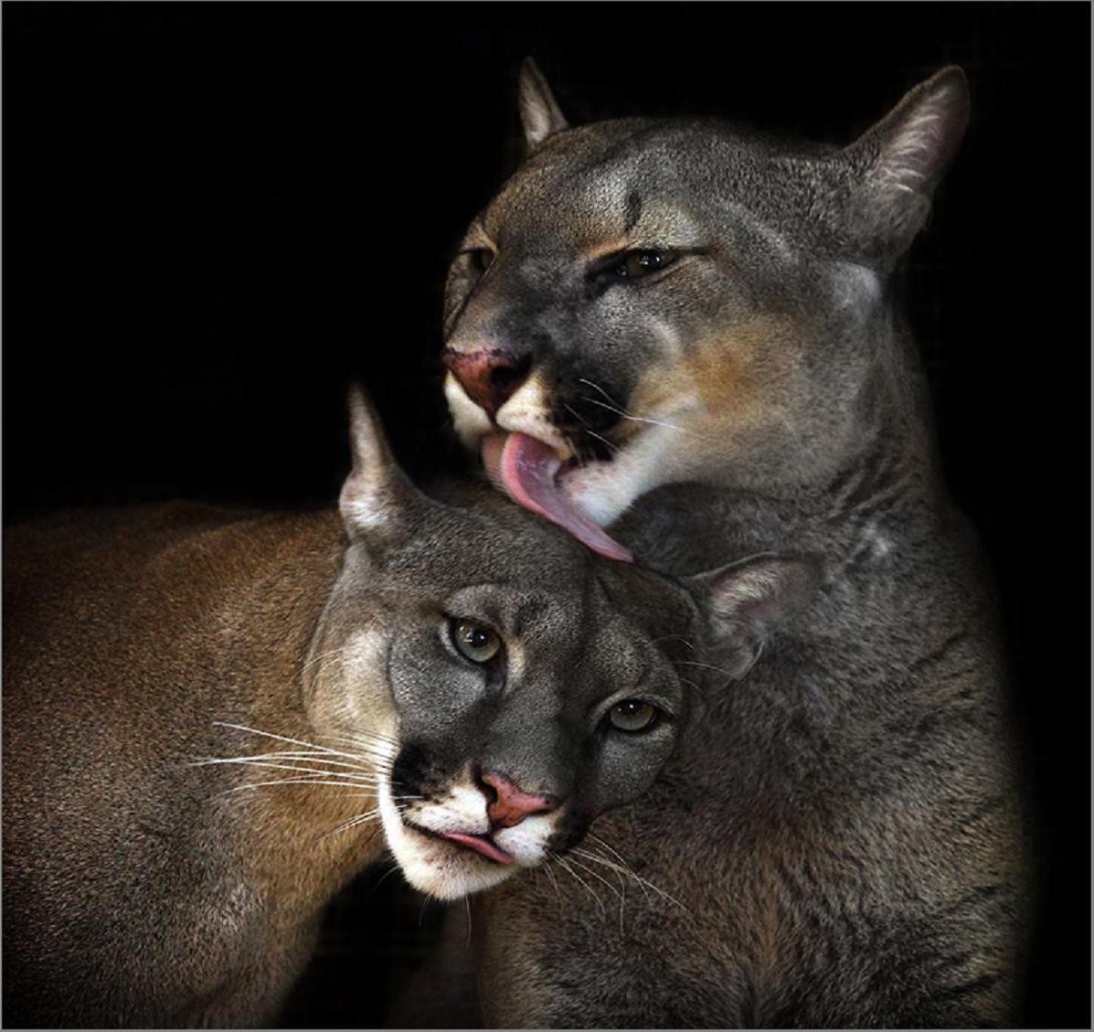 Wild Mountain Lion Affection Love Cat Animal White - Lion Head Licking , HD Wallpaper & Backgrounds