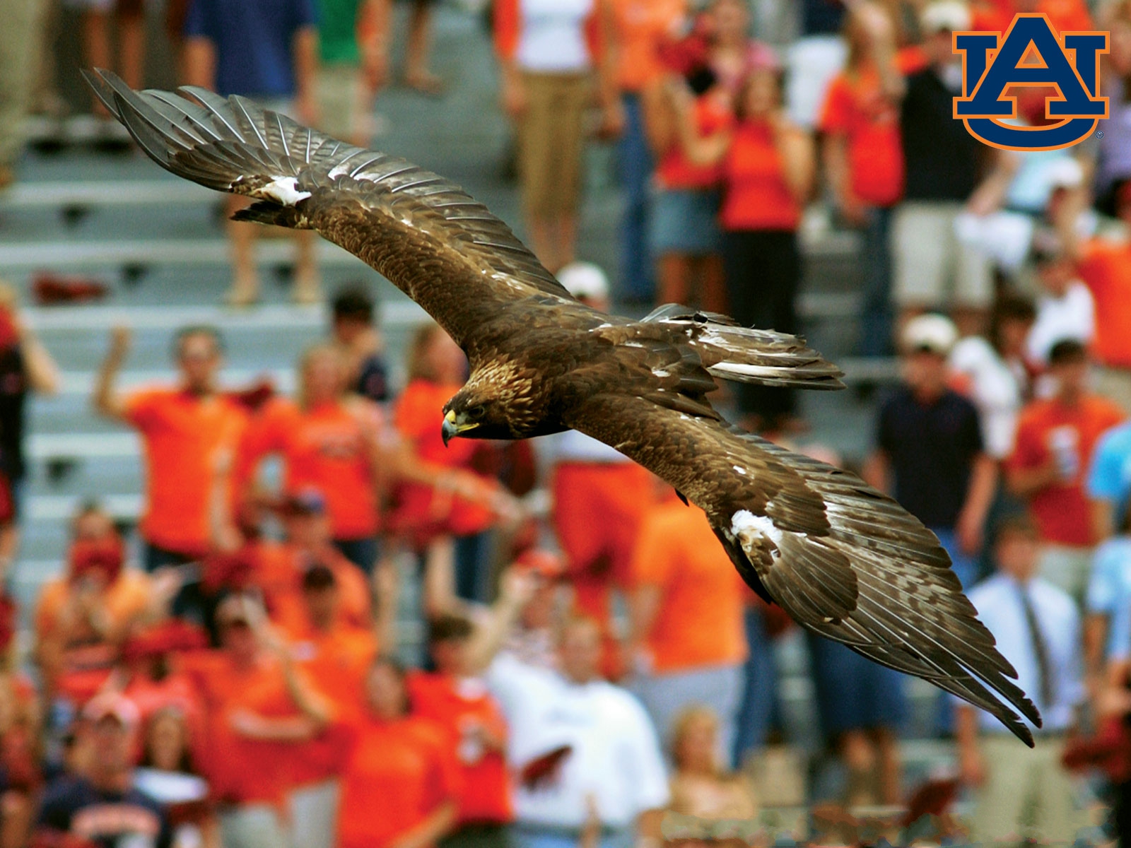 Free Auburn Tigers Desktop Wallpaper-y6cdvm3 - War Eagle Auburn , HD Wallpaper & Backgrounds