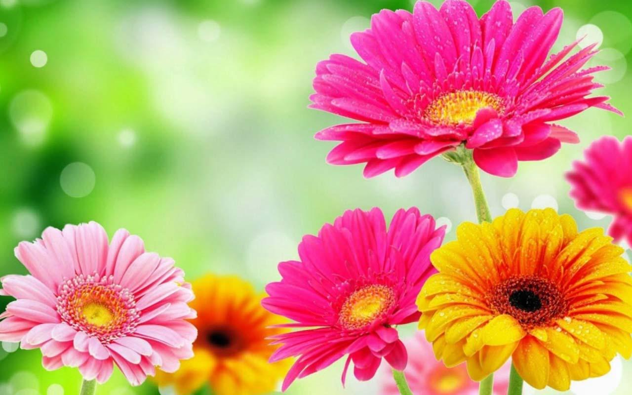 Flower Wallpaper 3d 1 Widescreen Wallpaper - Spring Flowers , HD Wallpaper & Backgrounds