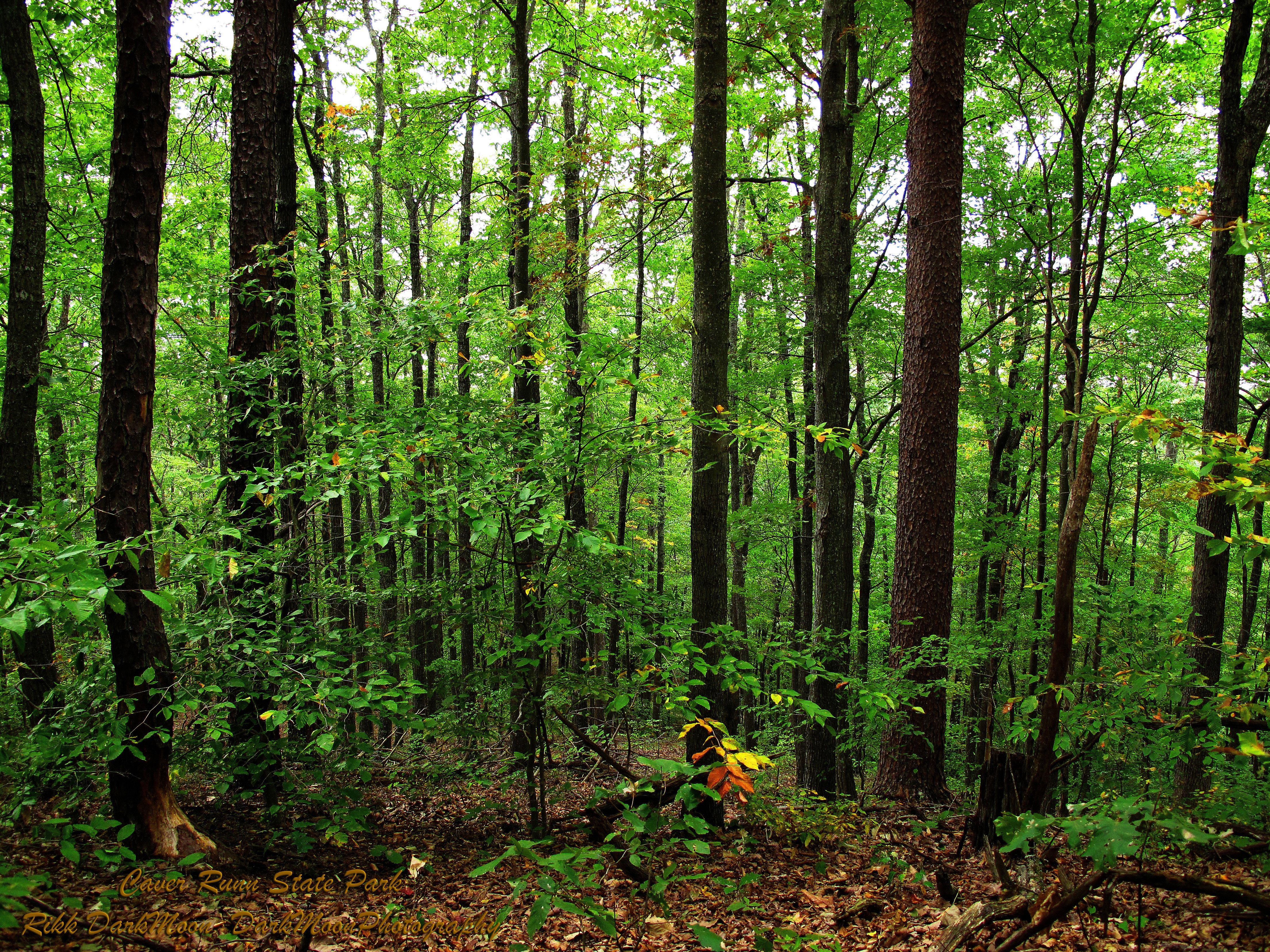 Na Forest Caverun Master Nature Spring Bosque Green - Old-growth Forest , HD Wallpaper & Backgrounds