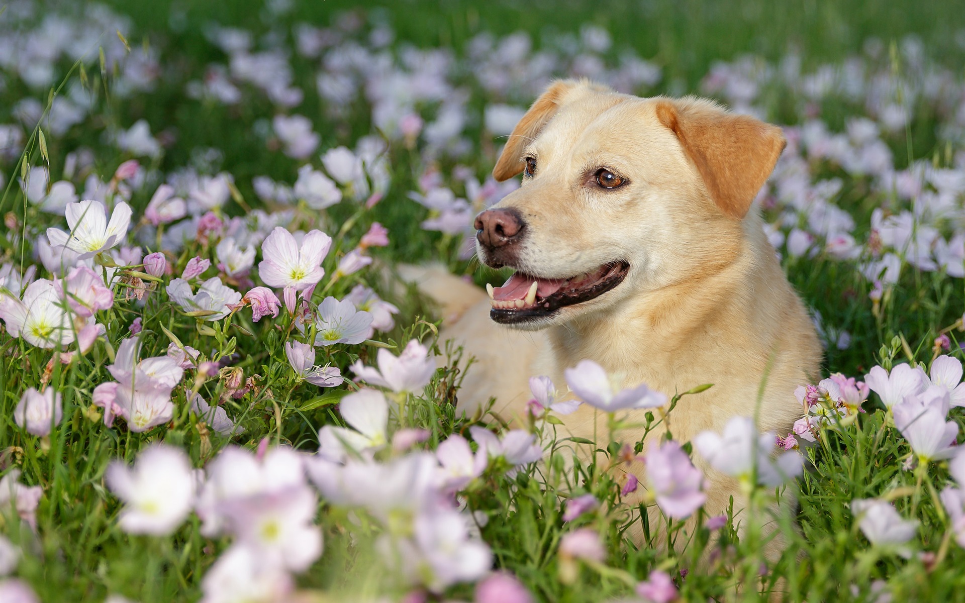 Cachorros Com Flores , HD Wallpaper & Backgrounds