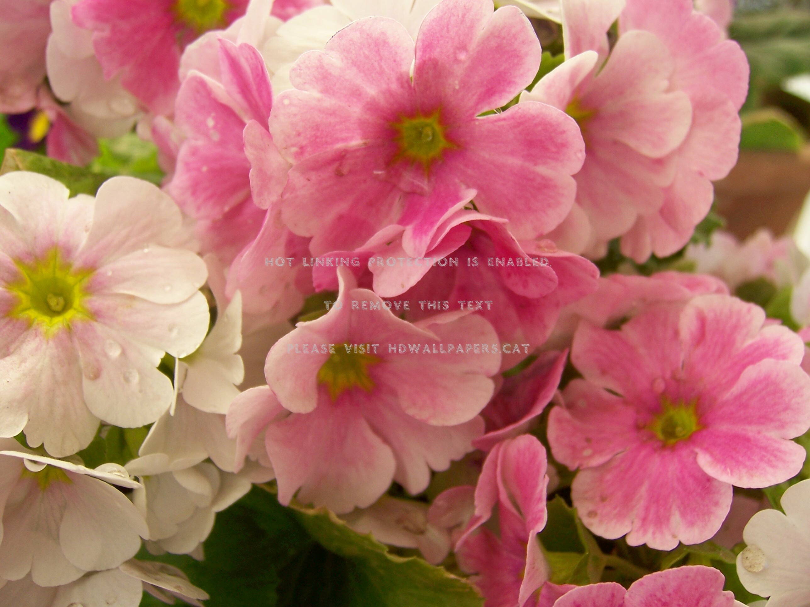 Primavera Flowers , HD Wallpaper & Backgrounds