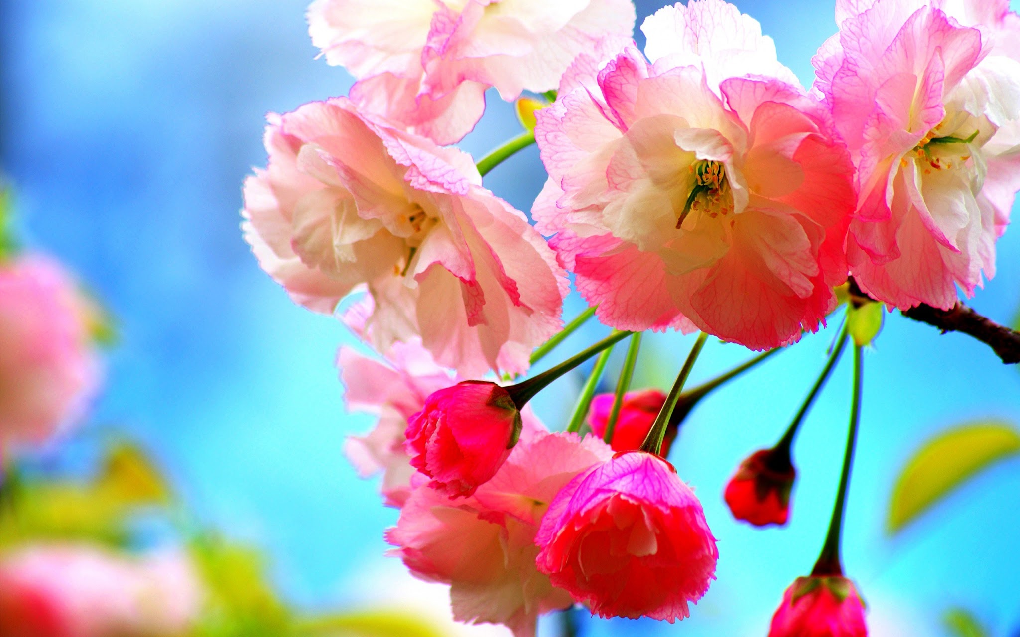 Beautiful Spring Hd Wallpapers For Computer Desktop , HD Wallpaper & Backgrounds