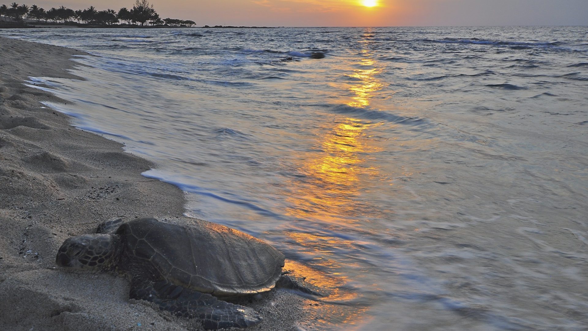 Ocean Honu Polynesian Polynesia Island Sand Evening - Hawaii Turtles Sunset , HD Wallpaper & Backgrounds