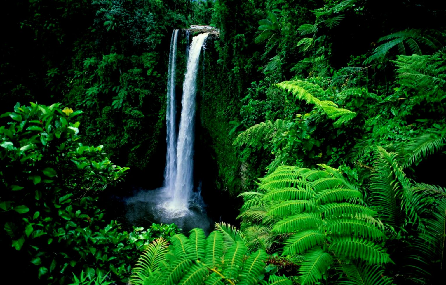 Waterfall Fresh Trees River Forest Lush Green Wallpaper Waterfall Samoa Hd Wallpaper Backgrounds Download