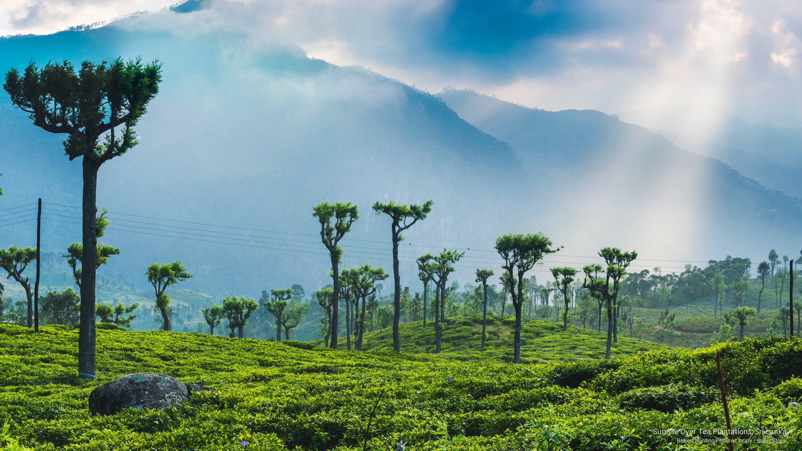 Sunrise Over Tea Plantations, Sri Lanka, Asia - Sri Lanka , HD Wallpaper & Backgrounds