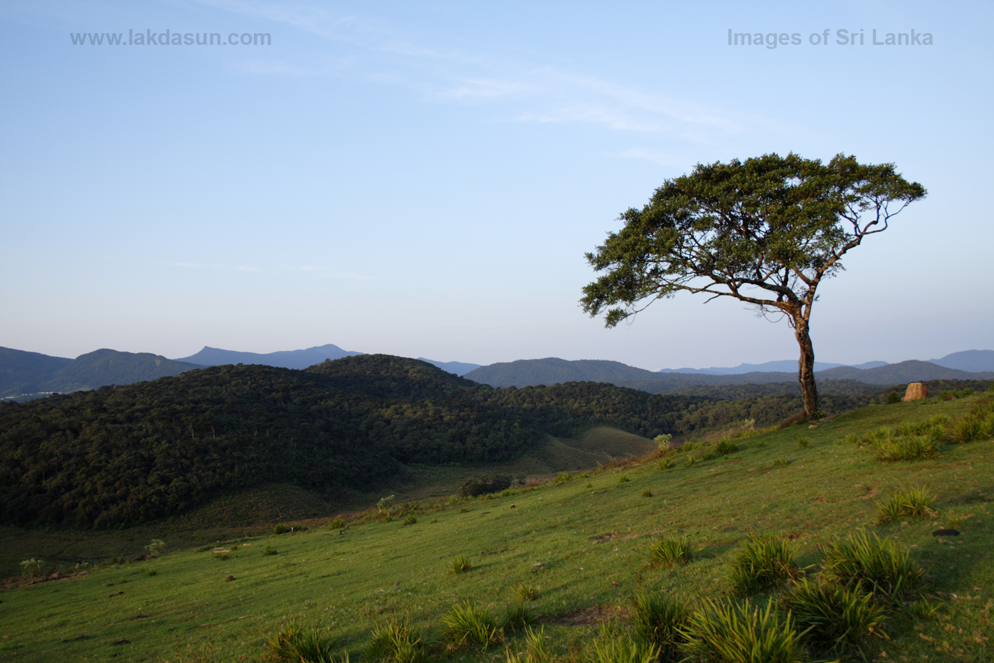 Single Tree Hill In Nuwara Eliya , HD Wallpaper & Backgrounds