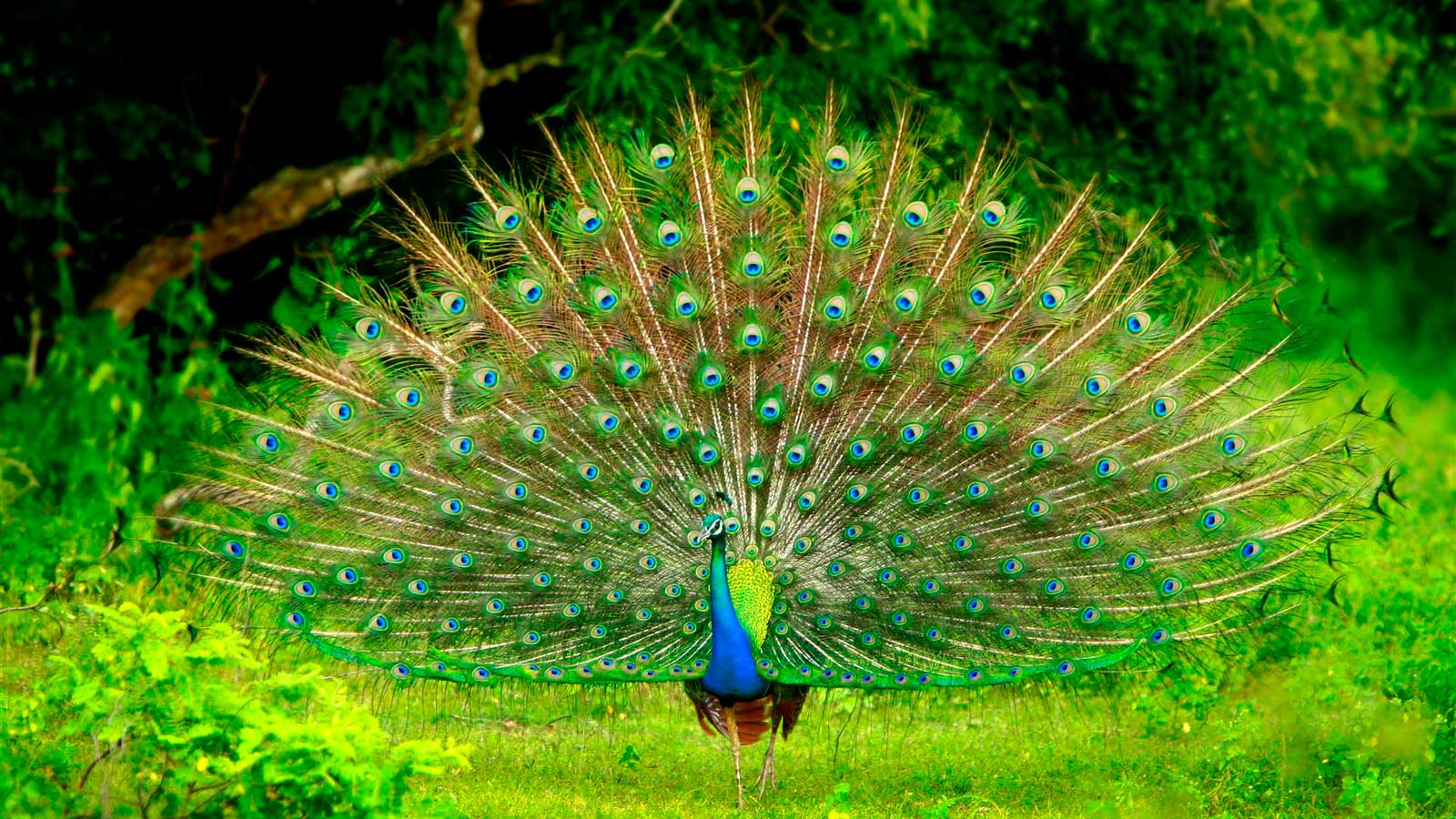 Sri Lankan Peacock - Sri Lankan Birds , HD Wallpaper & Backgrounds