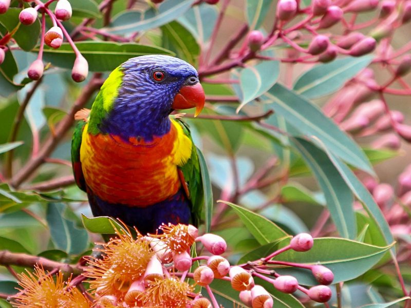 Schumacher Birds And Butterflies Multi On White Wallpaper - Full Hd Rainbow Lorikeet , HD Wallpaper & Backgrounds