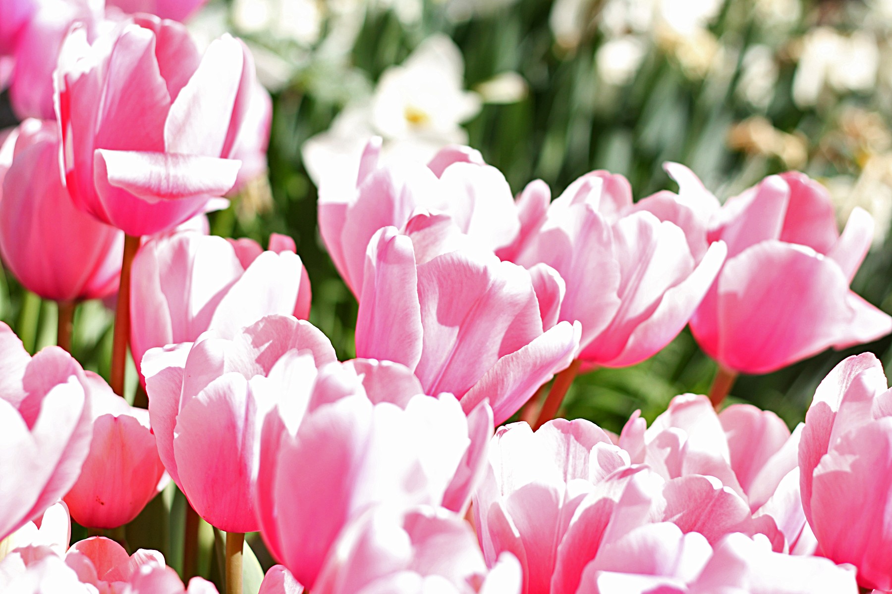Pink Love Forever Garden Spring Nature Wonderful Light - Sprenger's Tulip , HD Wallpaper & Backgrounds