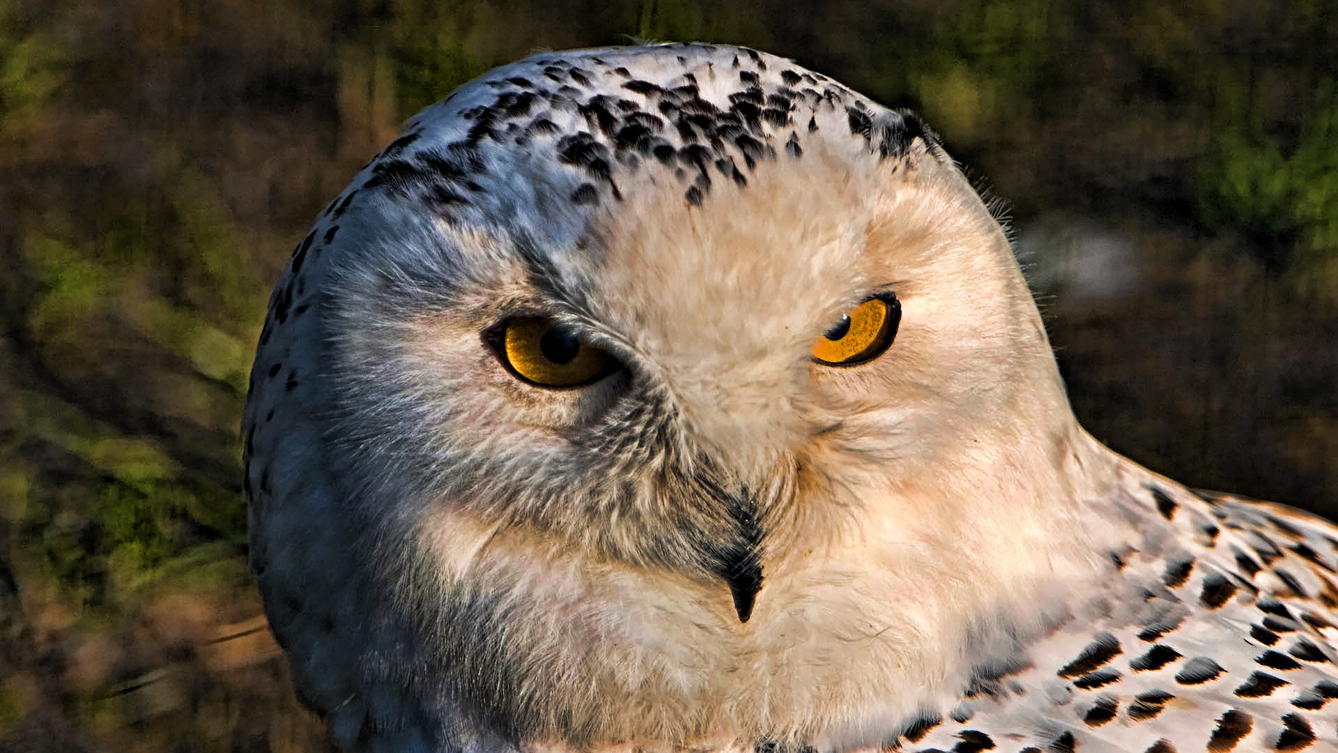 Wallpaper Animais Coruja Oraculum Blog - Gif White Owl , HD Wallpaper & Backgrounds