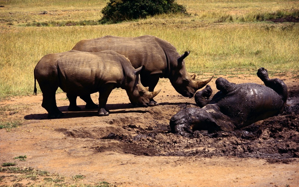 Behemoth Mud Baths Game - Rinoceronte En El Barro , HD Wallpaper & Backgrounds