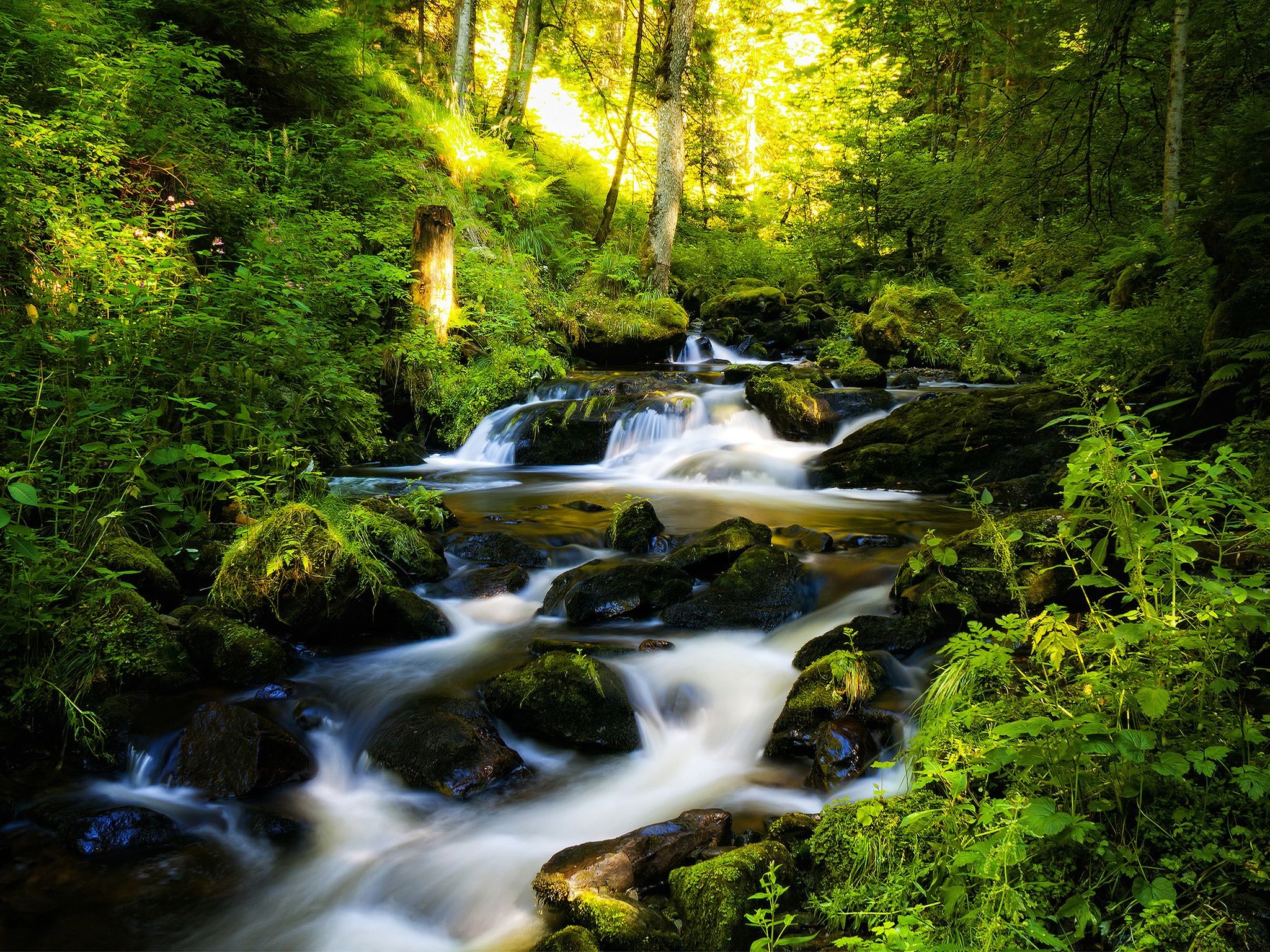 Silent Srteam Forest Green Nature Landscape Waterfall - River Flowing In Forest , HD Wallpaper & Backgrounds