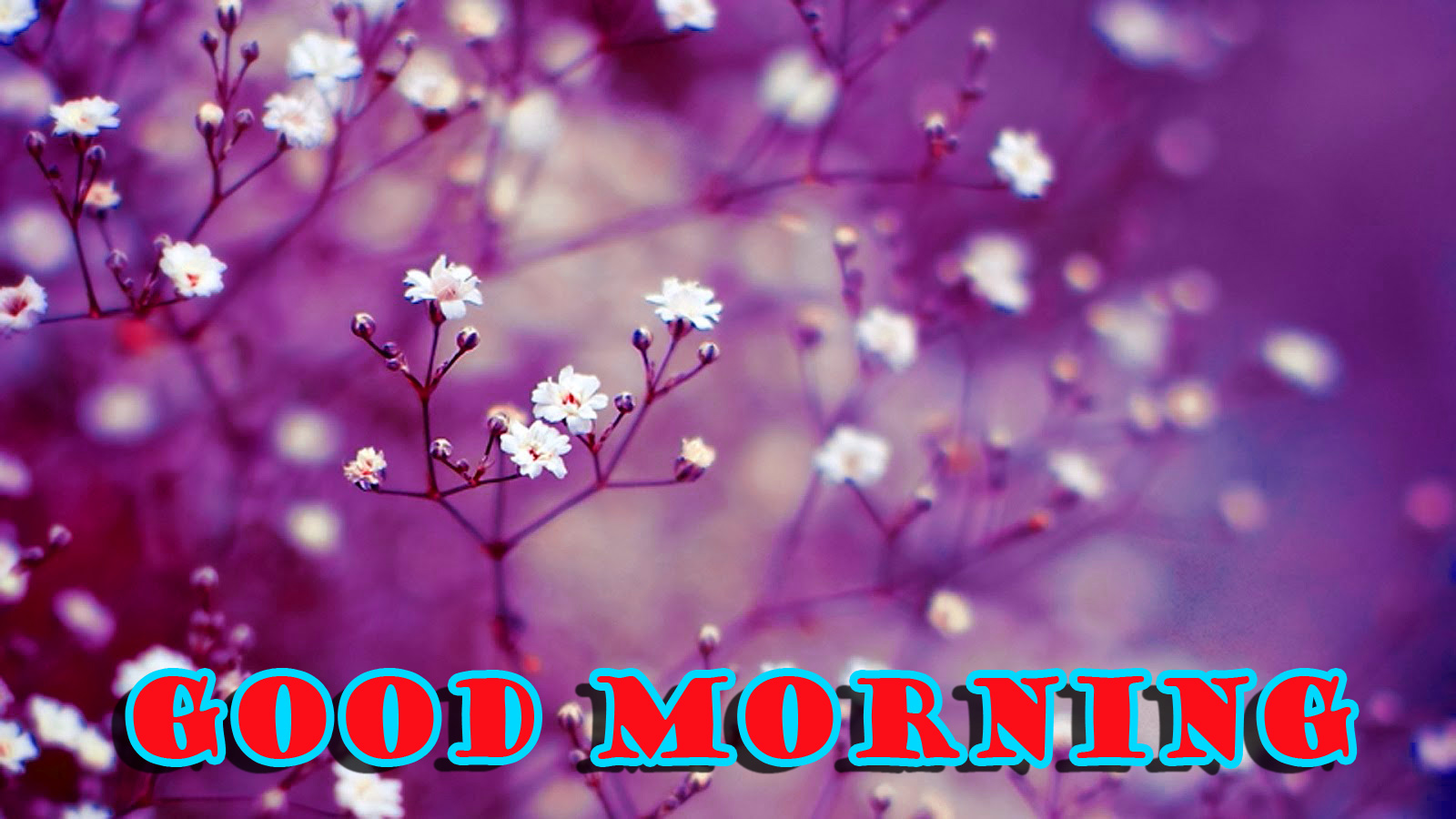 Good Morning Flowers Photo Wallpaper Pictures Free Lavender