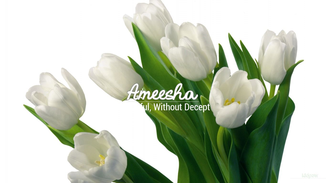 Amisha Name Wallpaper - White Tulips Flowers , HD Wallpaper & Backgrounds