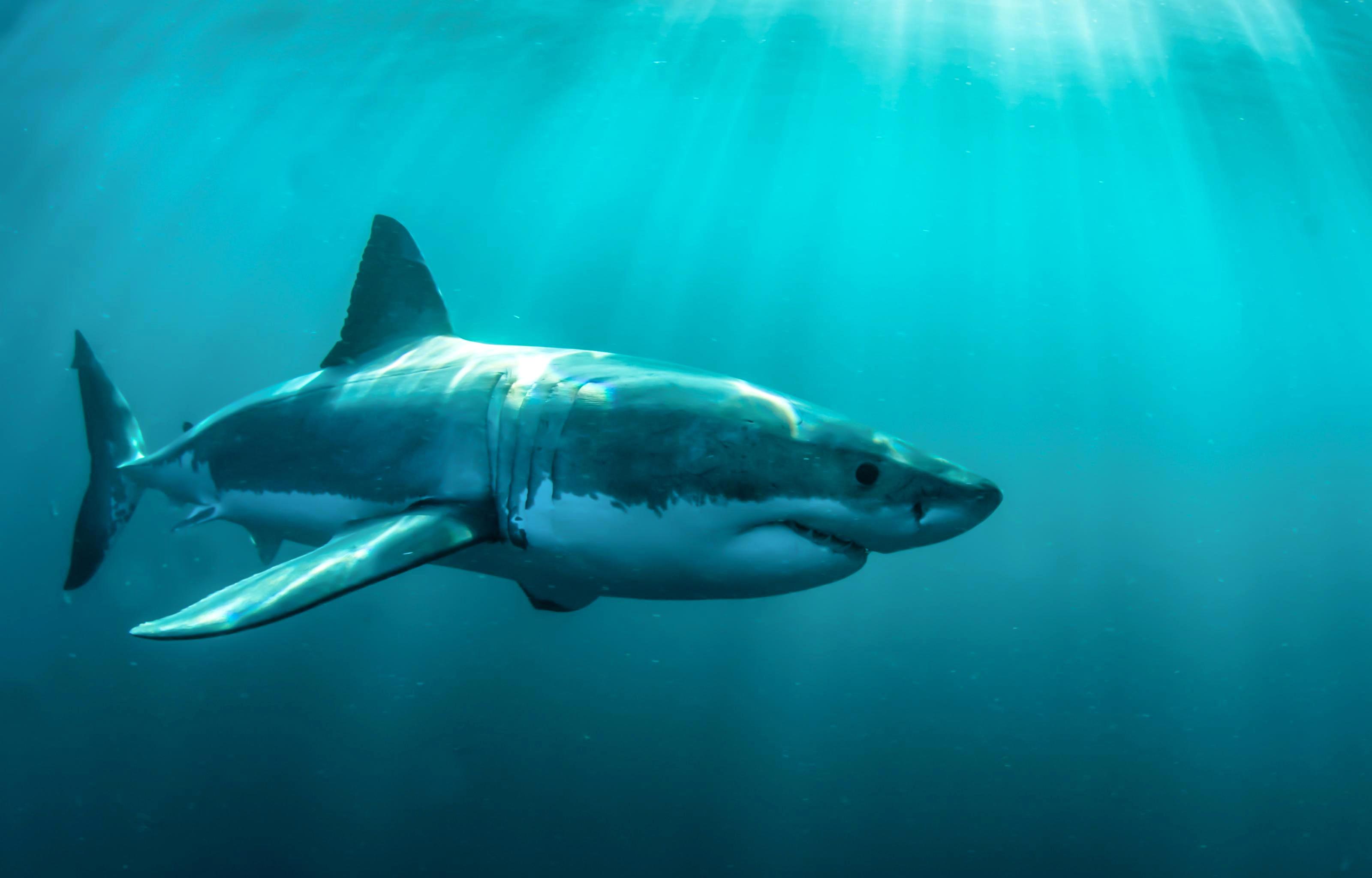 Shark Downloads Baby Shark Download Ringtone - Great White Shark Underwater , HD Wallpaper & Backgrounds