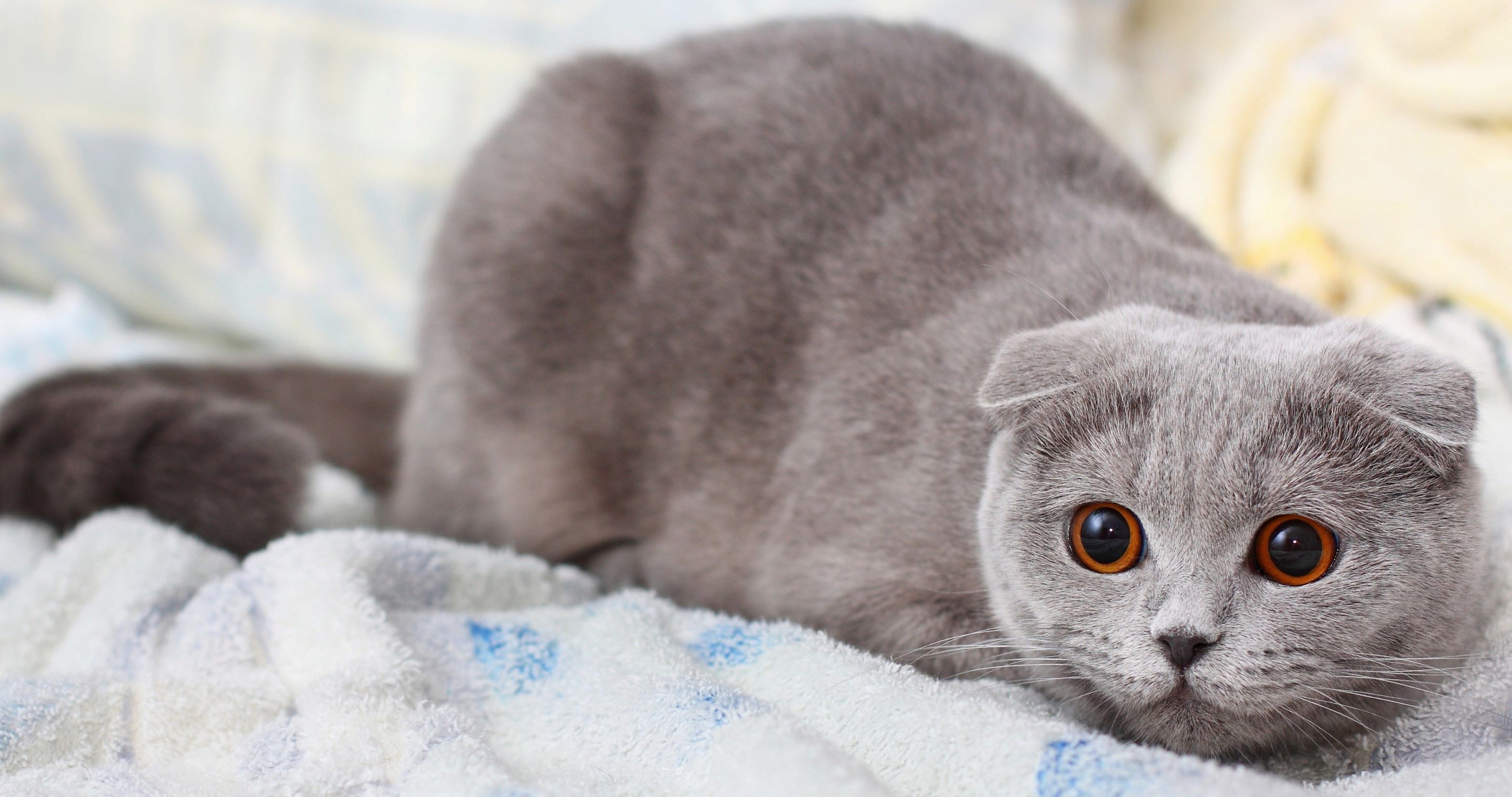 Cat Scottish Fold 4k Ultra Hd Wallpaper - Scottish Fold Cat Wallpaper Hd , HD Wallpaper & Backgrounds