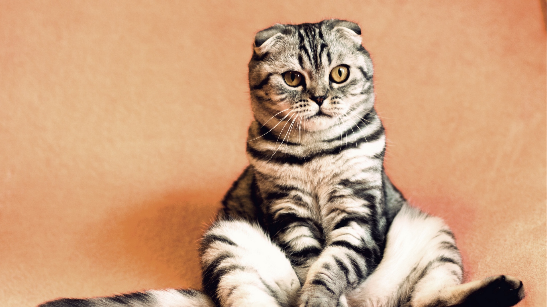 Wallpaper Scottish Fold, Cat, Sitting, Cool, Funny - Scottish Fold Tiger Stripe , HD Wallpaper & Backgrounds