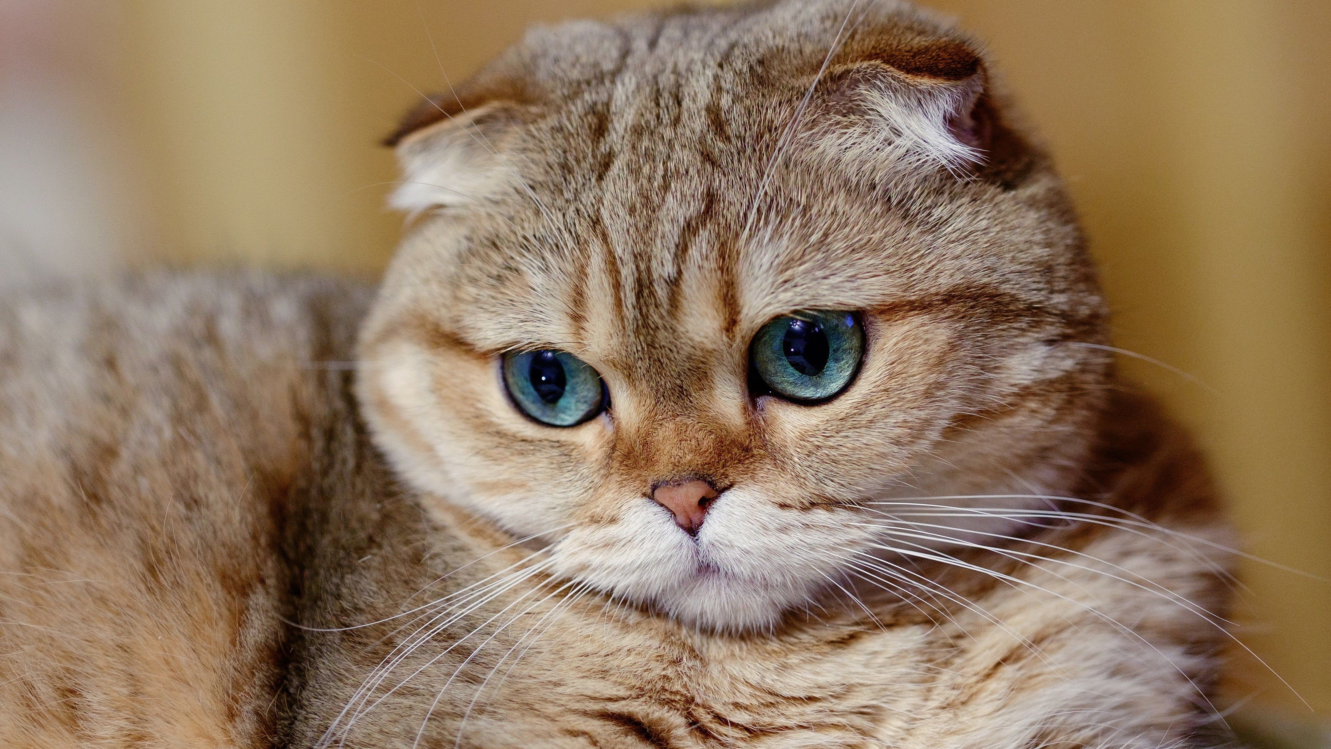 Scottish Fold Cat, Muzzle - Scottish Fold Blue Eyes , HD Wallpaper & Backgrounds