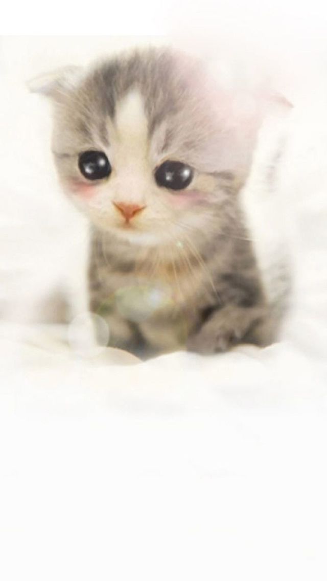 Cute Scottish Fold Kitten - Sweet Love Images Hd , HD Wallpaper & Backgrounds