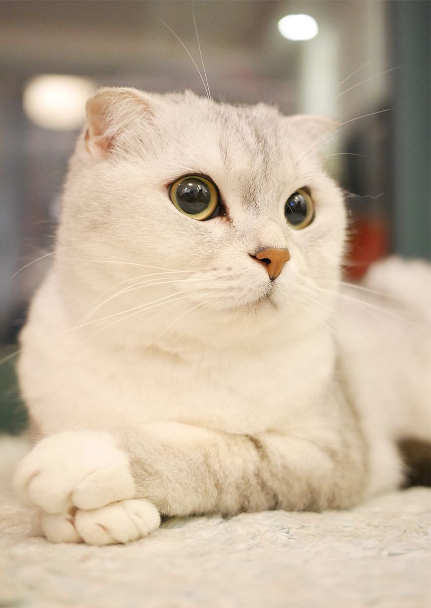 Scottish Fold - Scottish Fold Cat White , HD Wallpaper & Backgrounds