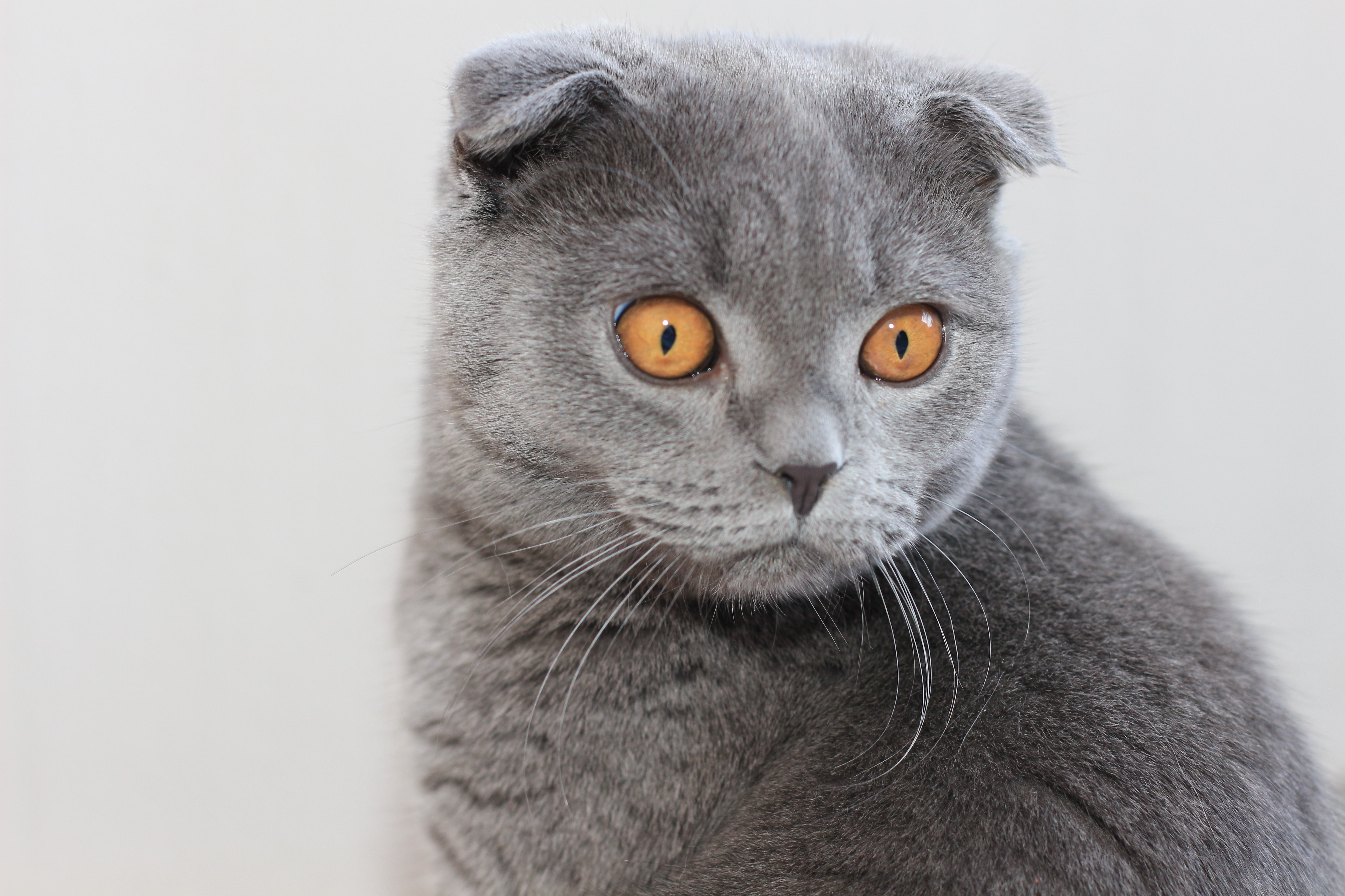 Gray Scottish Fold Cat With Big Brown Eyes Wallpapers - Scottish Fold , HD Wallpaper & Backgrounds