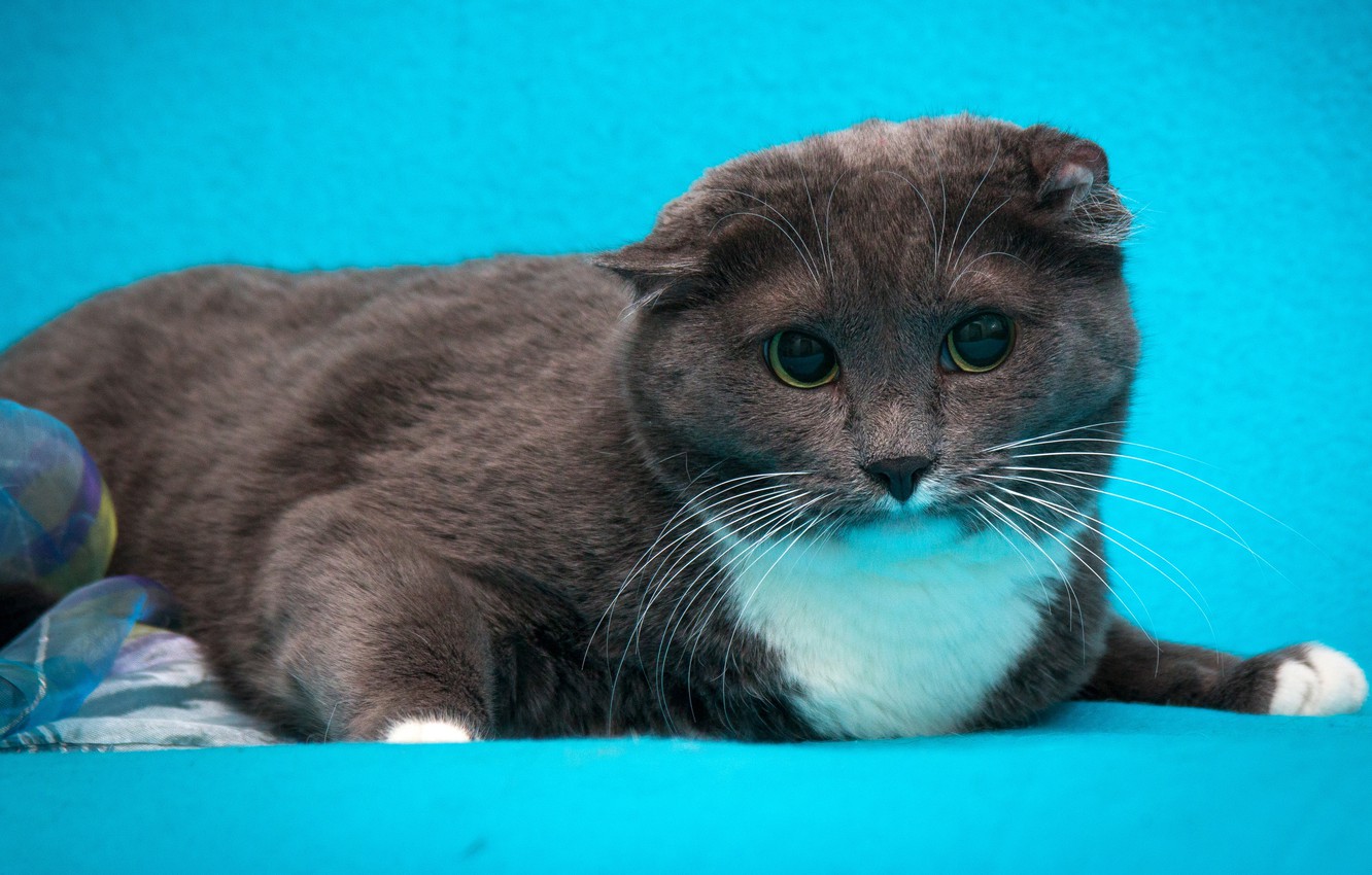 Photo Wallpaper Cat Cat Grey Blue Background Scottish
