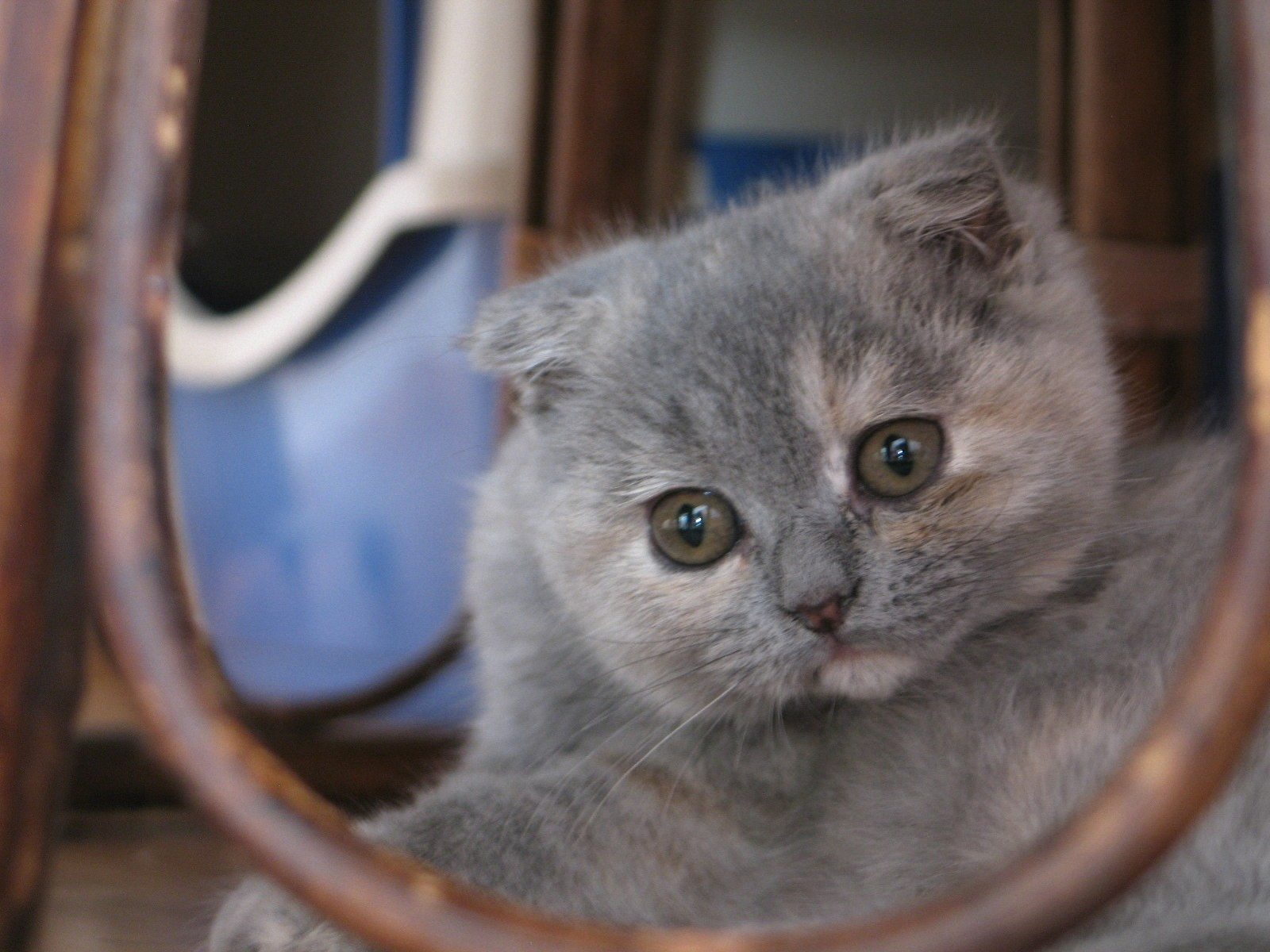 Scottish Fold Funny Face Wallpapers Scottish Fold Wallpapers