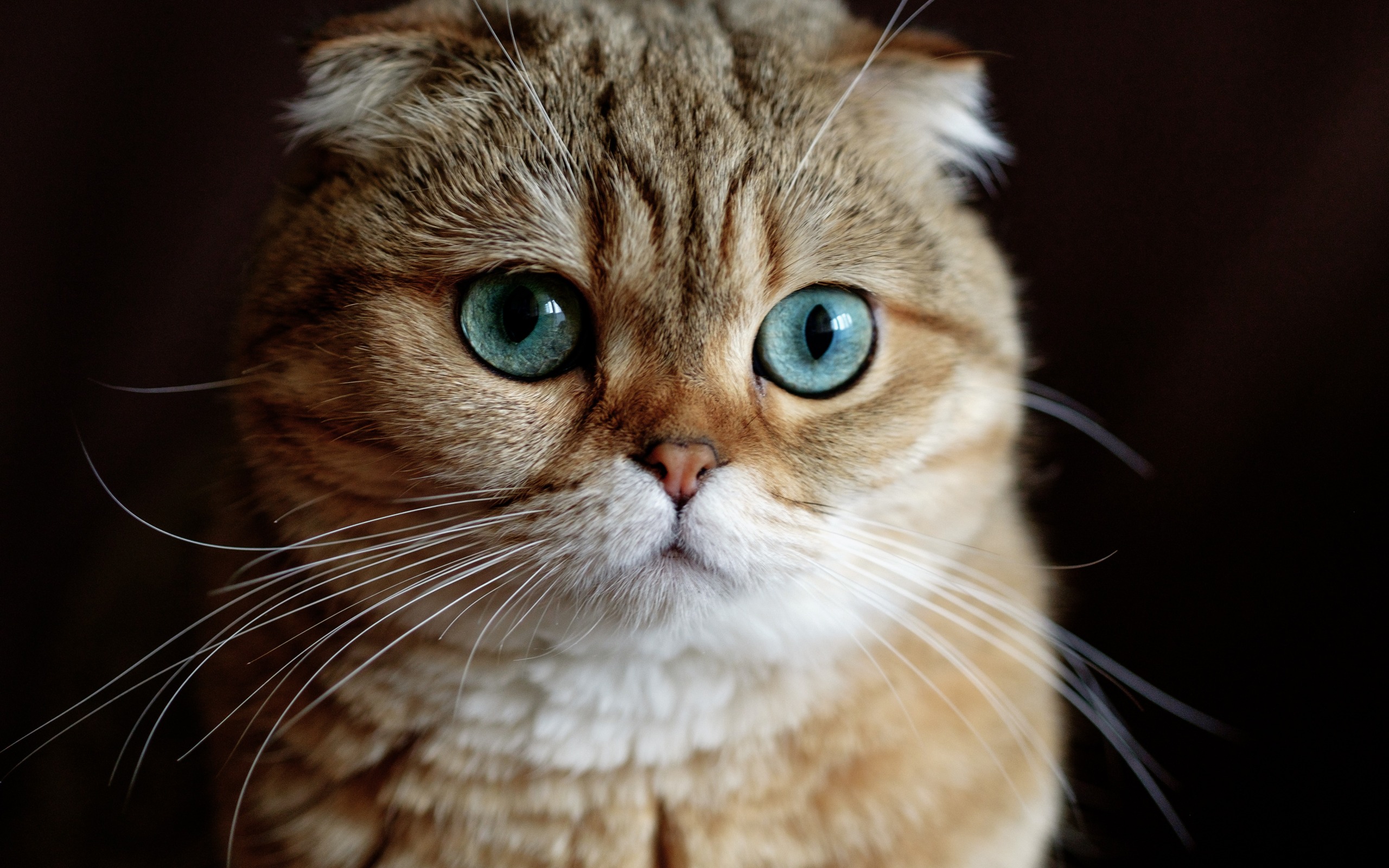 Scottish Fold, Beautiful Fluffy Cat, Brown Cat, Domestic - Шотландская Вислоухая Кошка Обои , HD Wallpaper & Backgrounds