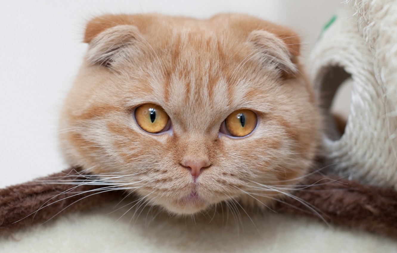 Photo Wallpaper Cat, Look, Muzzle, Scottish Fold - Рыжий Шотландский Вислоухий Кот , HD Wallpaper & Backgrounds