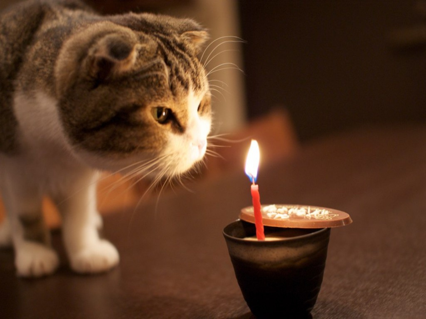 Scottish Fold And Candle Photo - Happy Birthday Cat Gif , HD Wallpaper & Backgrounds