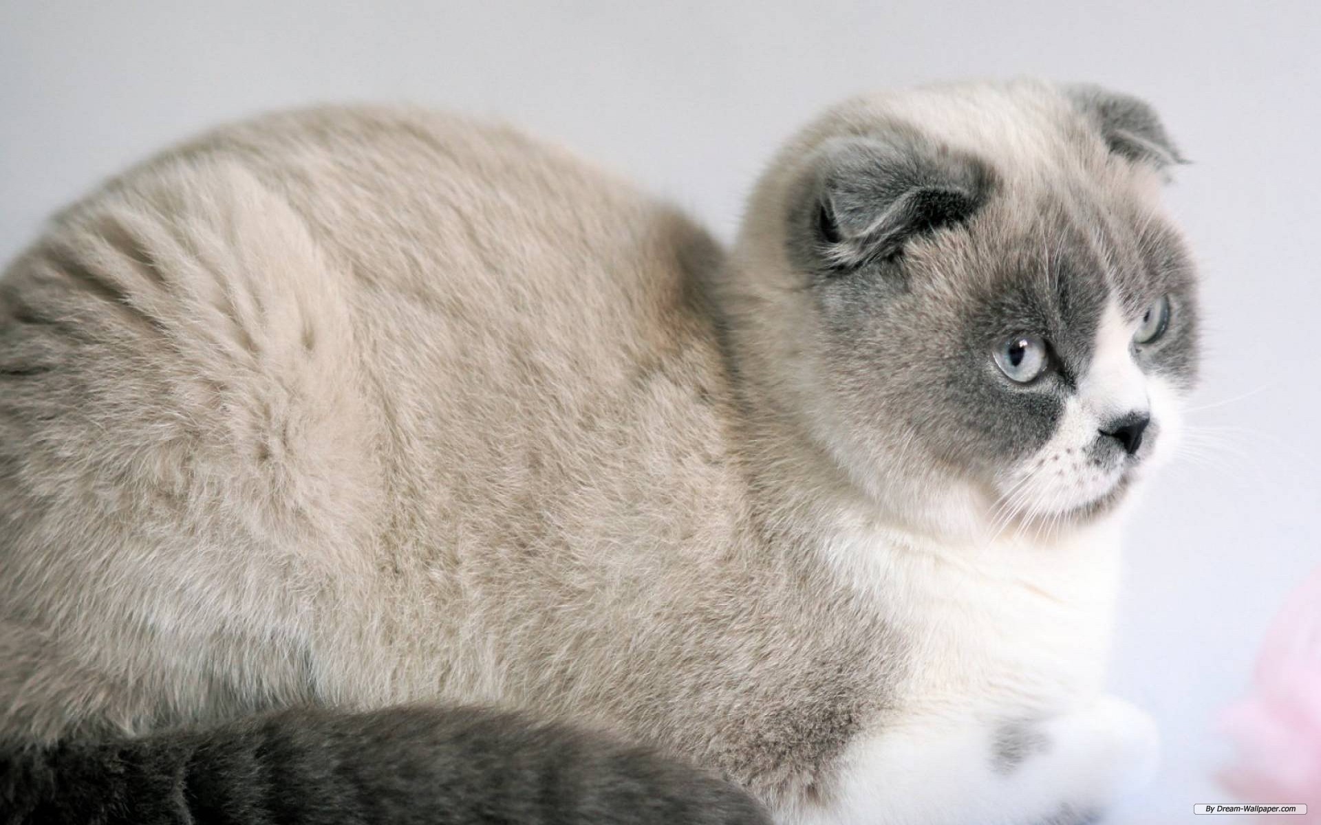 Сиамский вислоухий кот