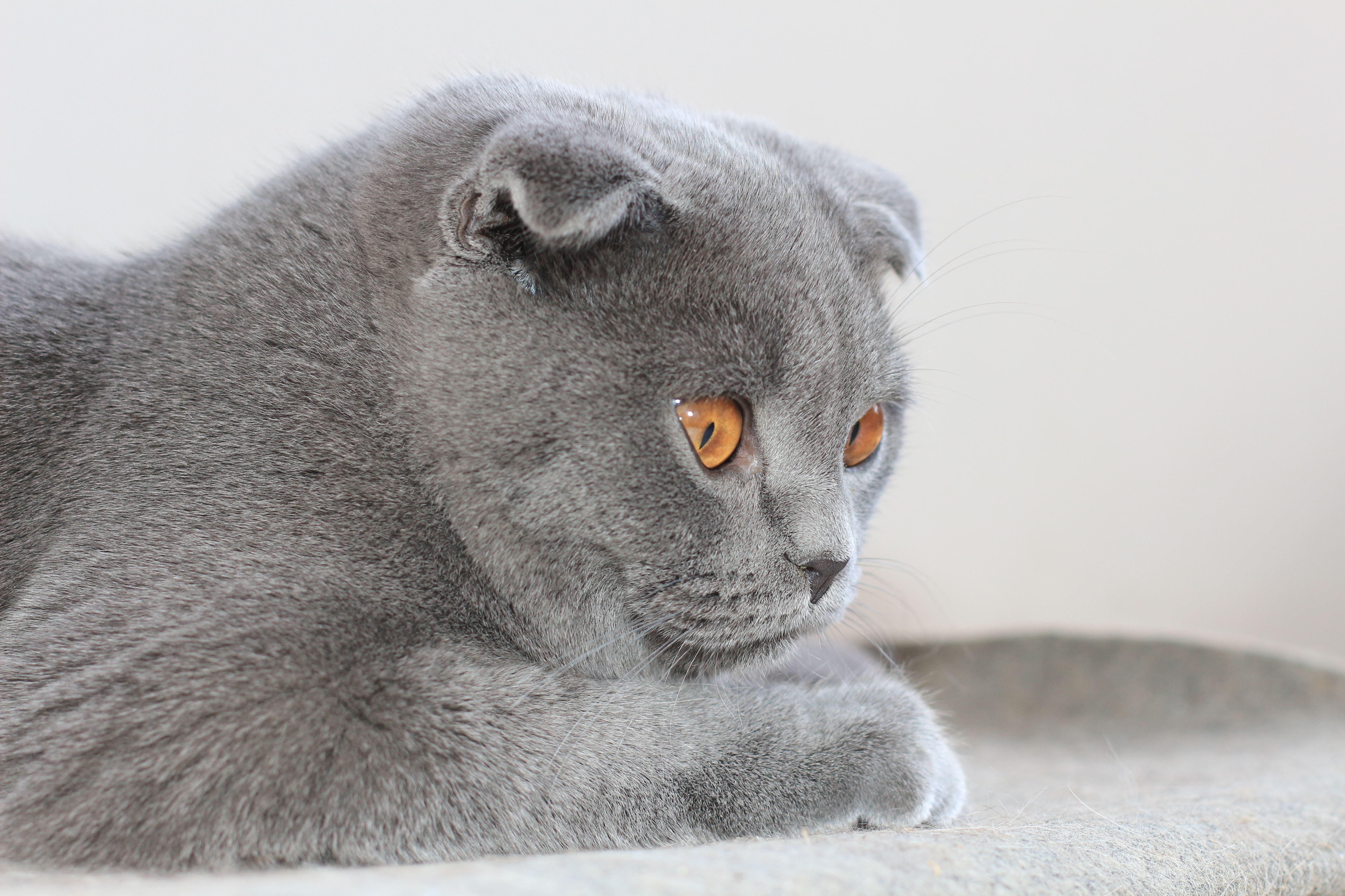 Wallpaper Cute Gray Scottish Fold Cat With Brown Eyes - Gray And Brown Cat , HD Wallpaper & Backgrounds