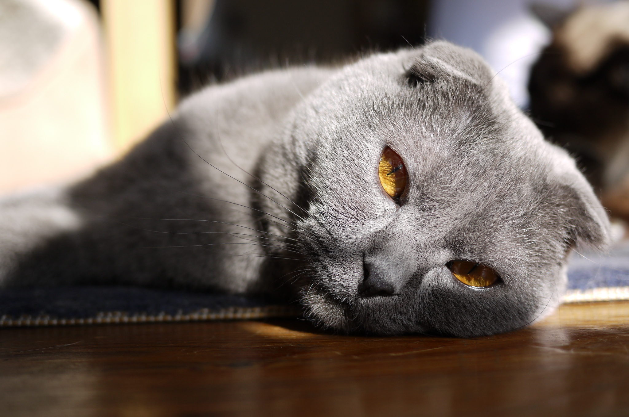 Wallpaper Beautiful Gray Scottish Fold Cat With Red - Gray Cat With Red Eyes , HD Wallpaper & Backgrounds