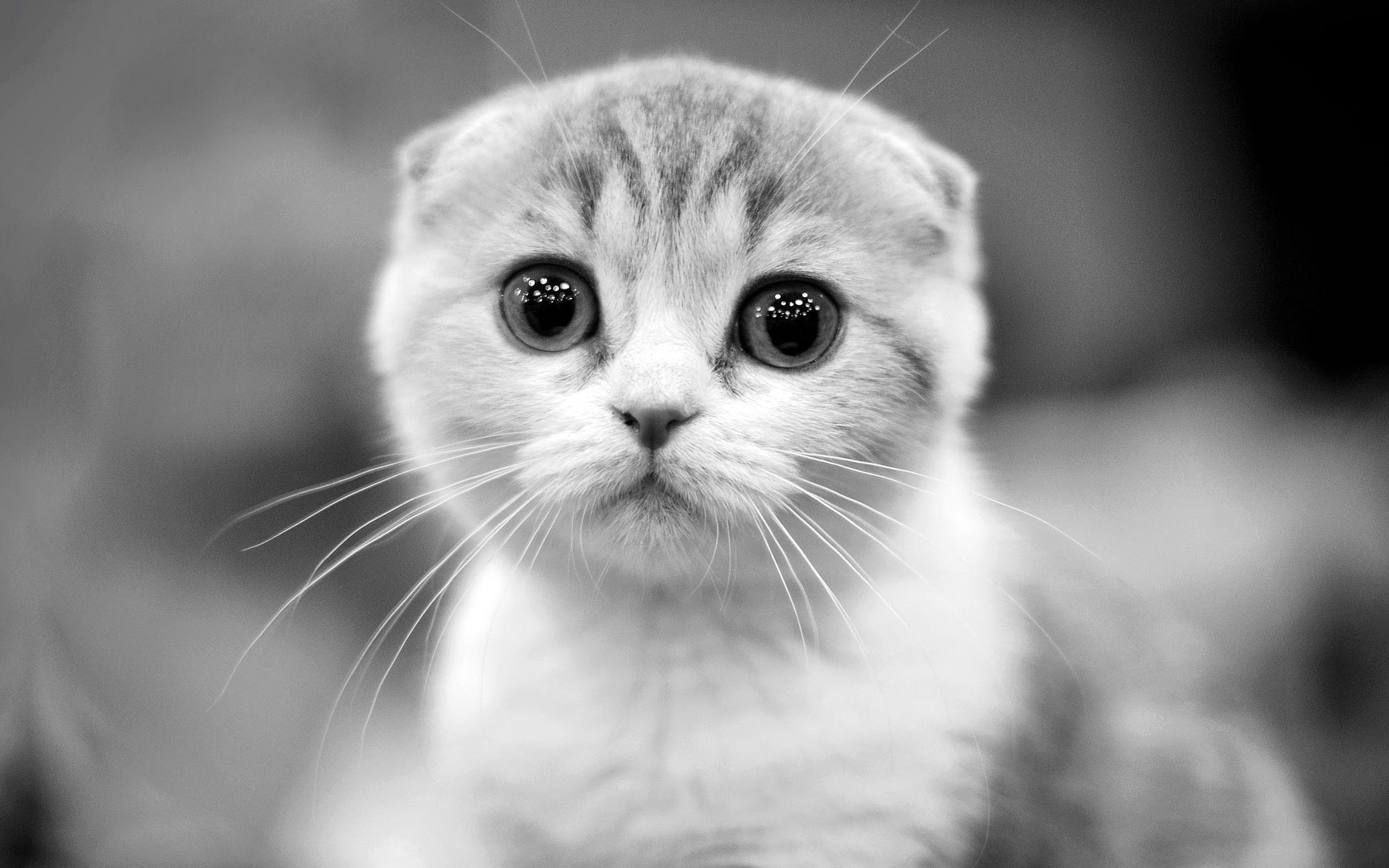 Scottish Fold Cat, Monochrome, Muzzle, Pets, Cats, - Котёнок Милый , HD Wallpaper & Backgrounds