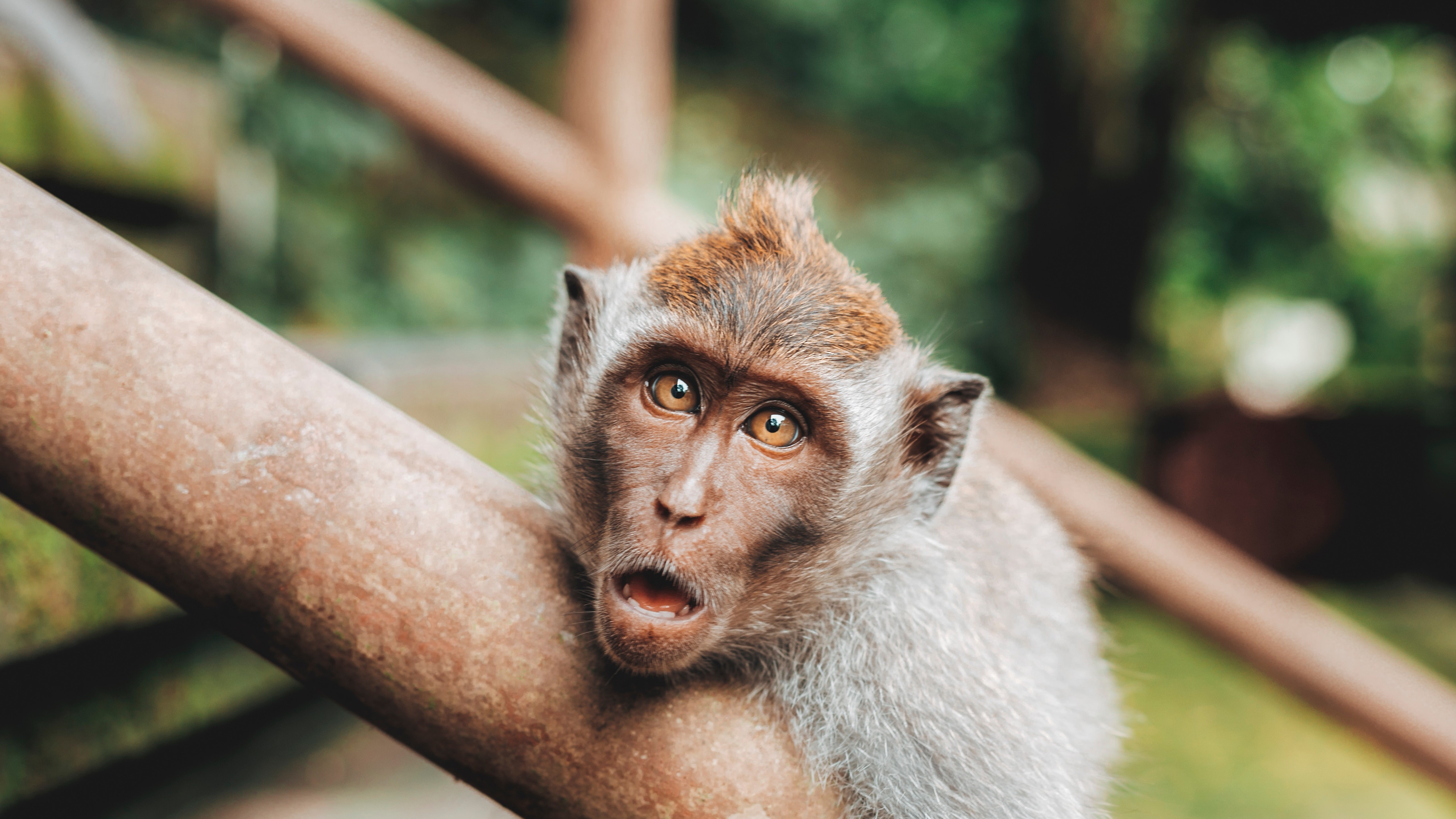 Animal Monkey Shocking 5k Wallpaper - Monkey Photography , HD Wallpaper & Backgrounds