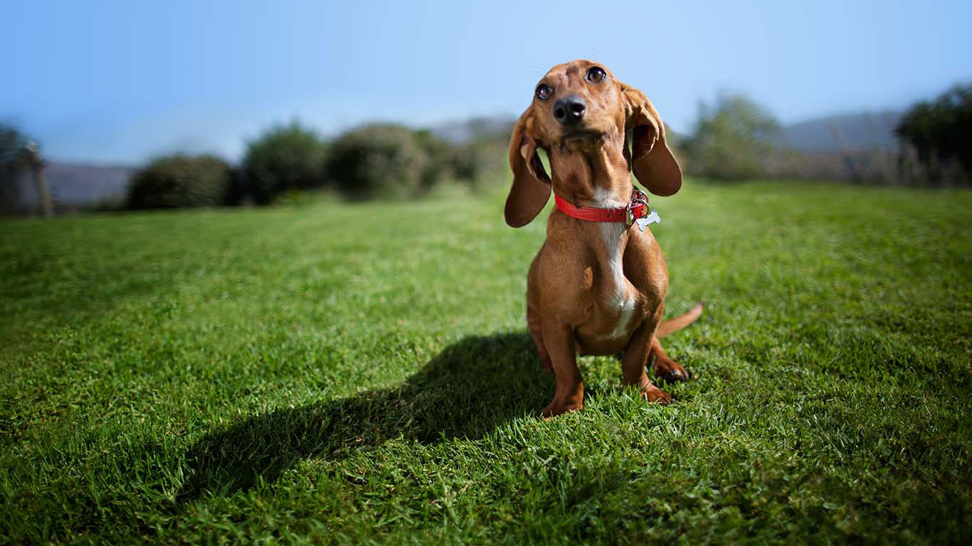 Check Out Our In Depth Library Of Dog Related Articles - Hill's Pet , HD Wallpaper & Backgrounds