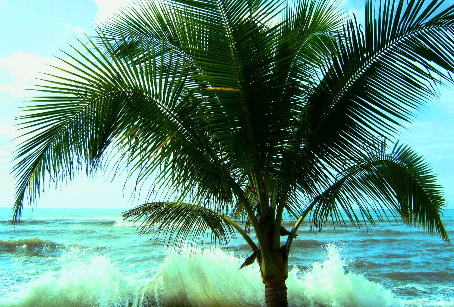 Palm Palms Nature Photo Gallery For Hd - Attalea Speciosa , HD Wallpaper & Backgrounds