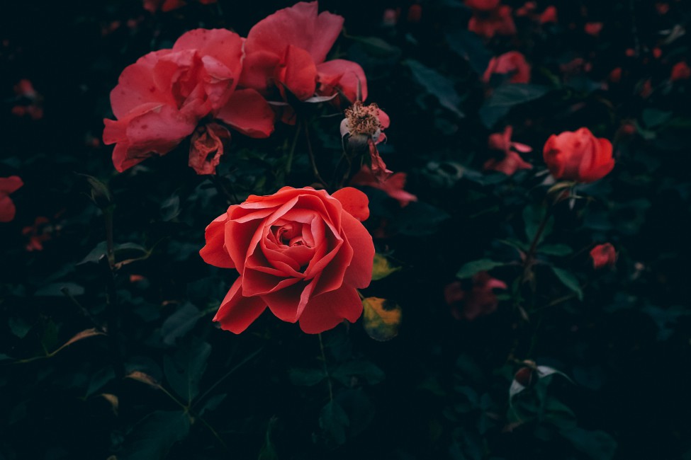 Rose Bud Petals Red Bush Garden Leaves - Desktop Wallpaper Roses , HD Wallpaper & Backgrounds