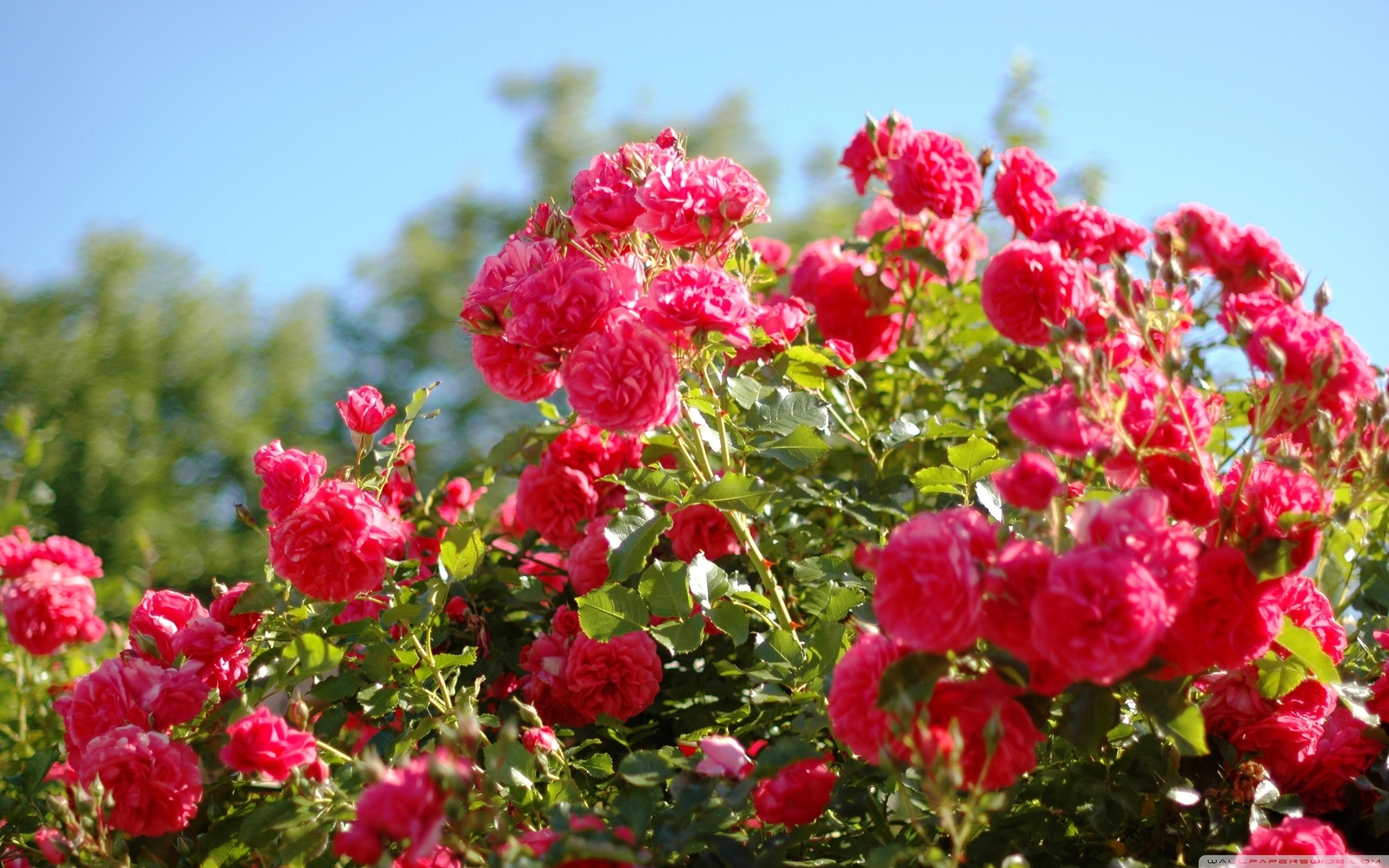 Rose Bush Wallpaper - Beauty Full Flower Hd , HD Wallpaper & Backgrounds