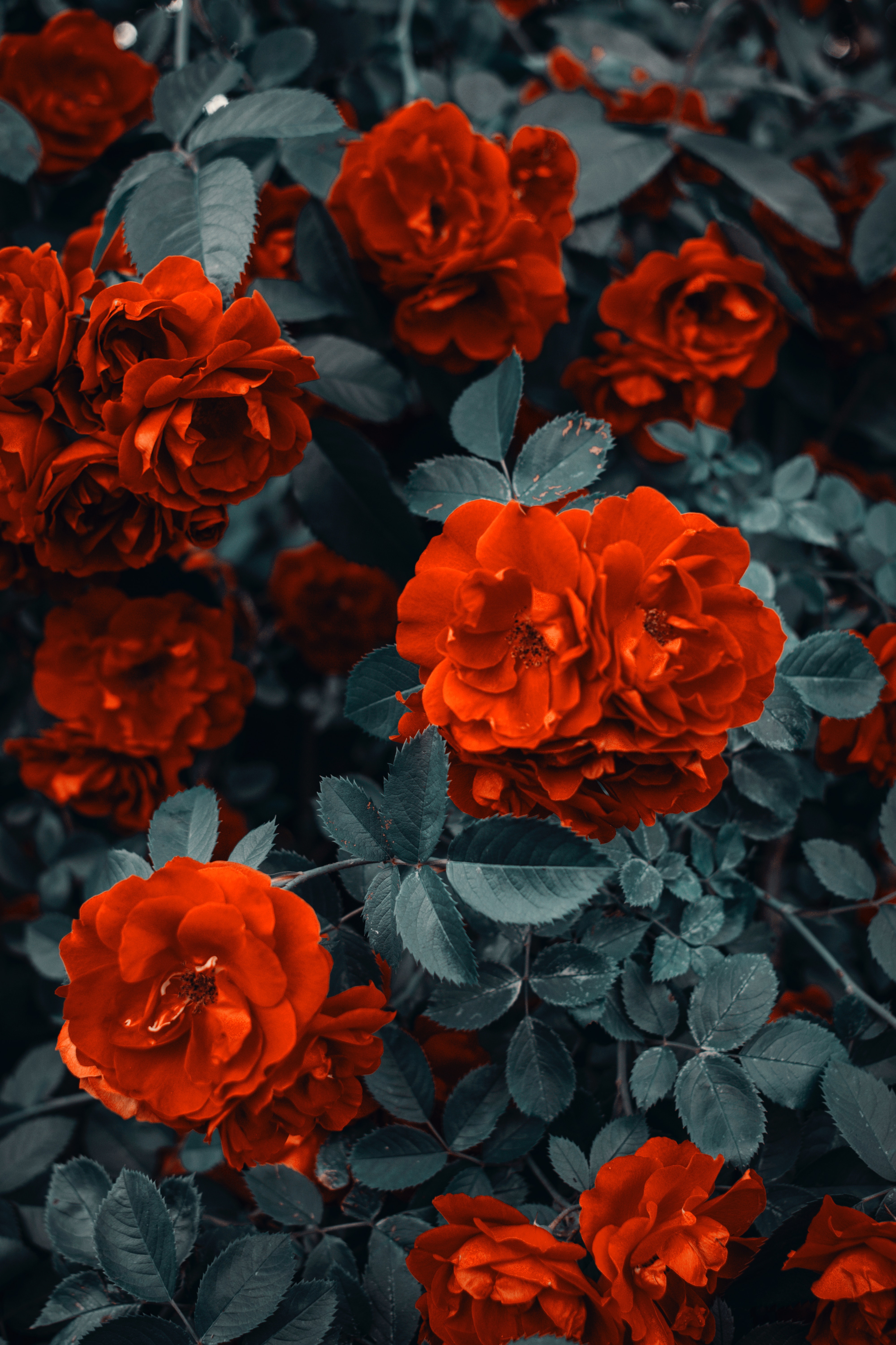 Roses Bush Flowers Buds Red - Hd Flower Wallpaper Iphone X , HD Wallpaper & Backgrounds