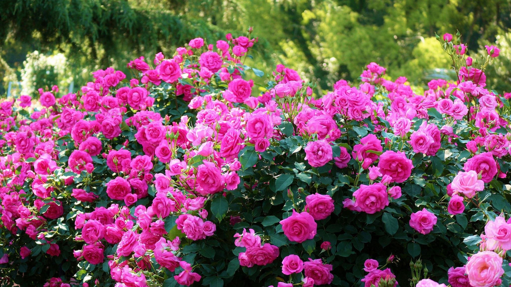 Best Rose Bush Wallpaper Id - Kyoto Botanical Gardens , HD Wallpaper & Backgrounds