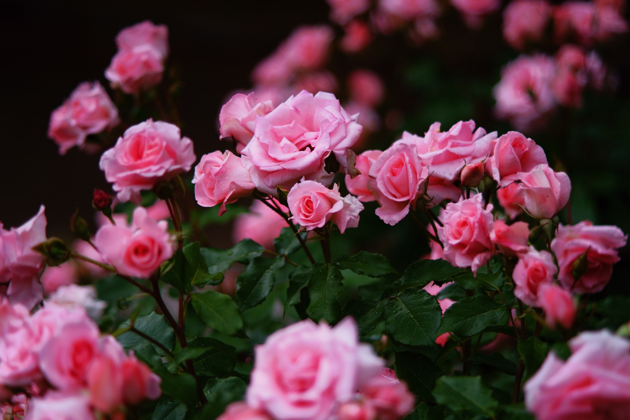 Nature, Pink Flower, Rose, Flower, Rose Bush Wallpaper - Garden Roses , HD Wallpaper & Backgrounds
